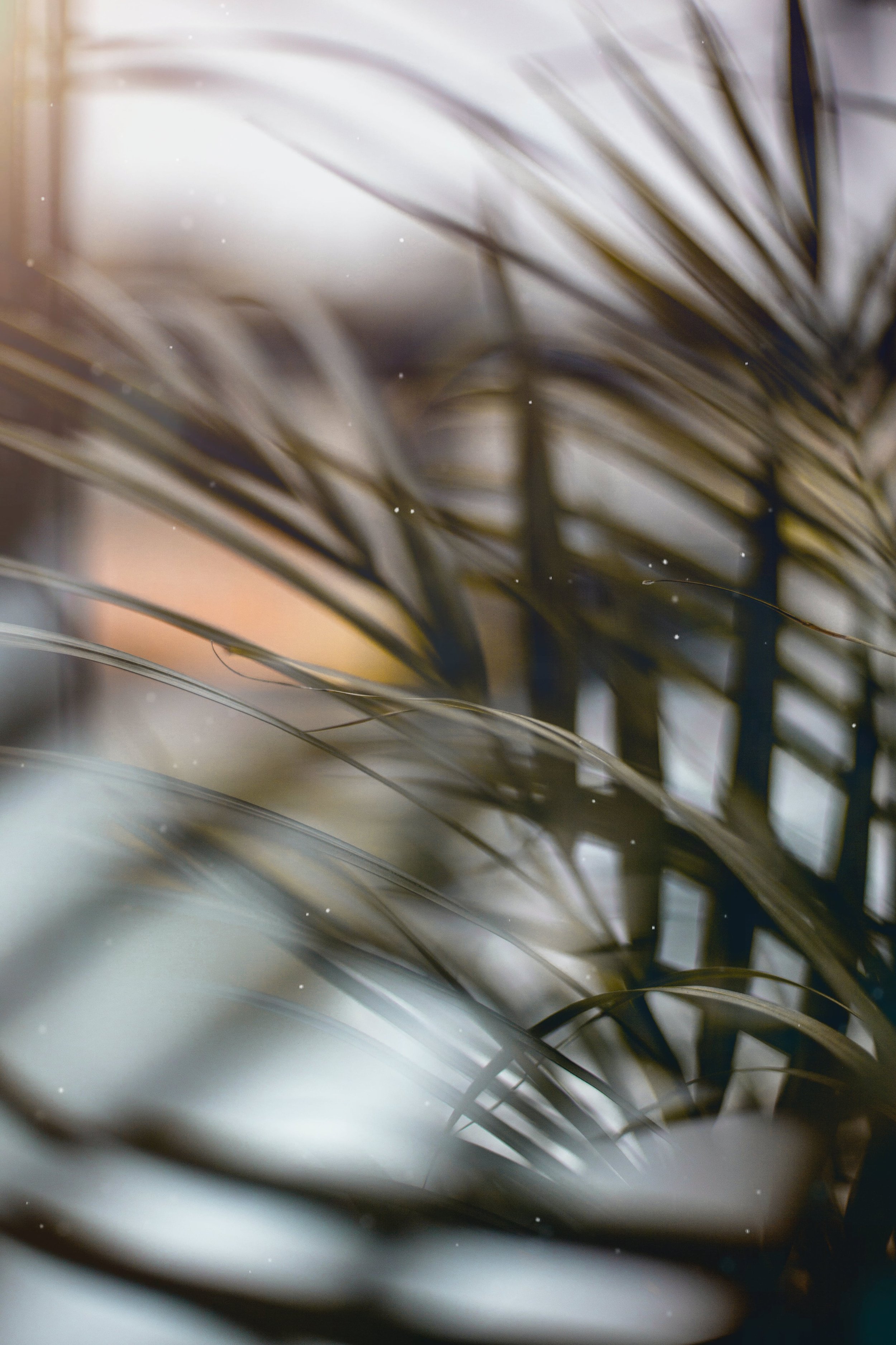 The cool monochromatic tones of the photo represent what it feels like to be drained and burnout and want help for burnout. Close-up of palm tree leaves with blurred background, sunlight, and small light particles