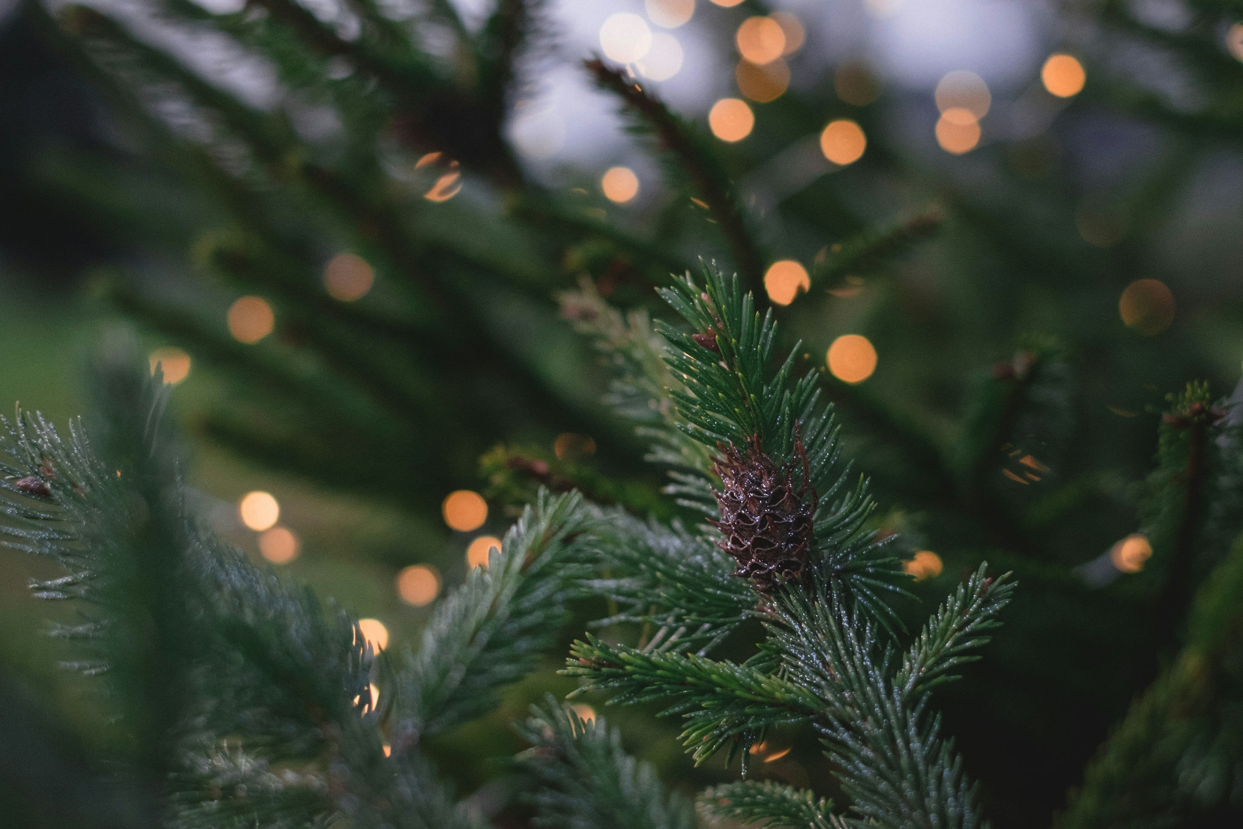 Evergreen branches with pinecones are in the foreground with blurred Christmas lights in the background. The image represents holiday burnout and anxiety.