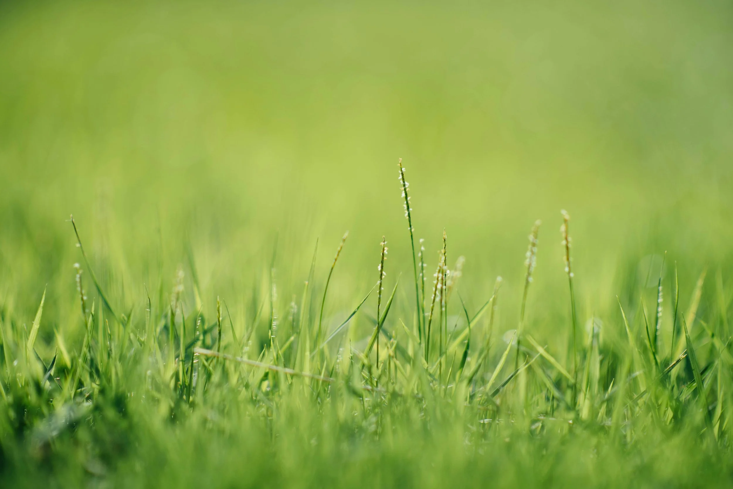 Need Irrigation or Backflow Services in Seguin TX.jpg