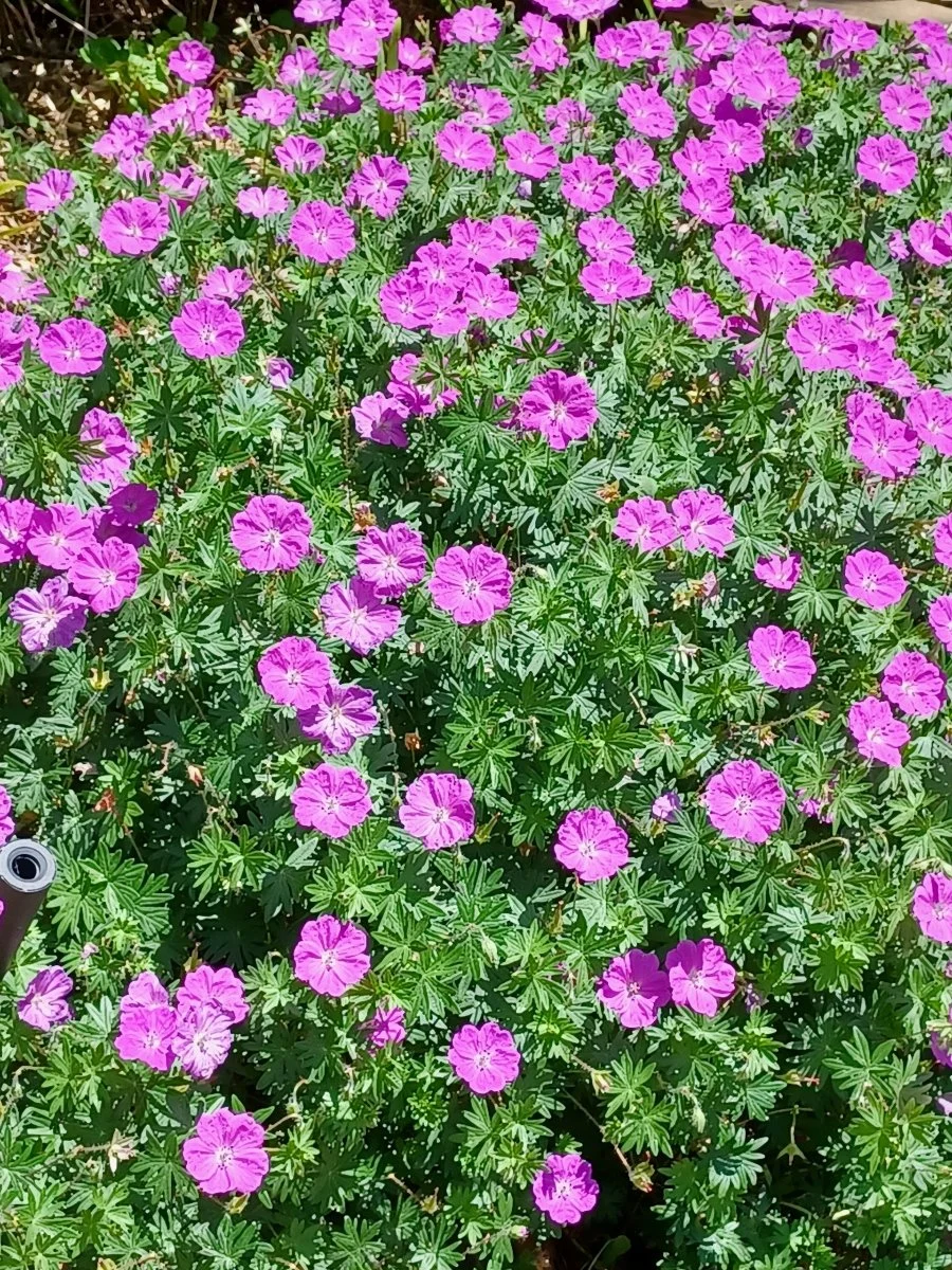 HeartSong Zoom Journey Group - May 15