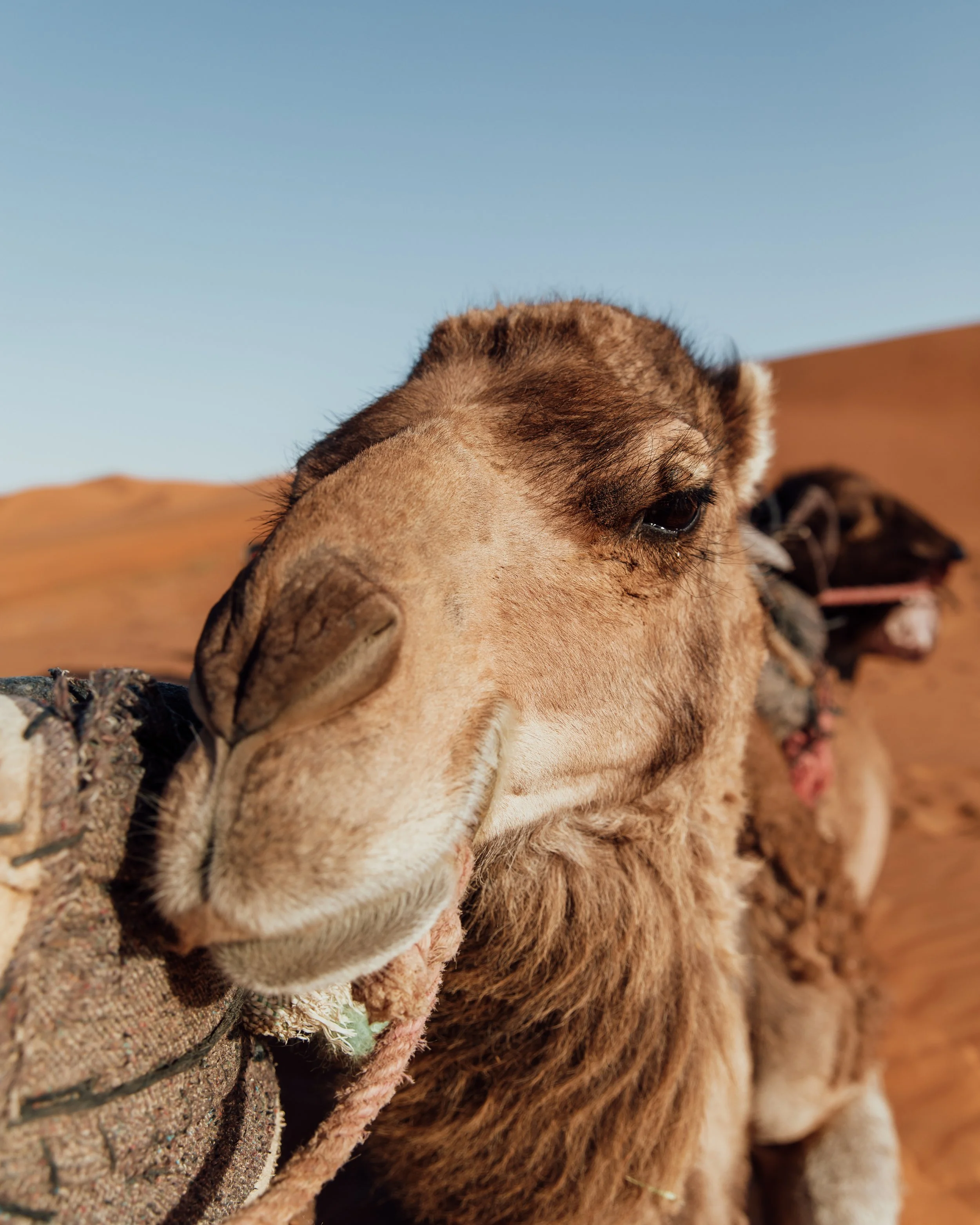 sahara - camel.jpg