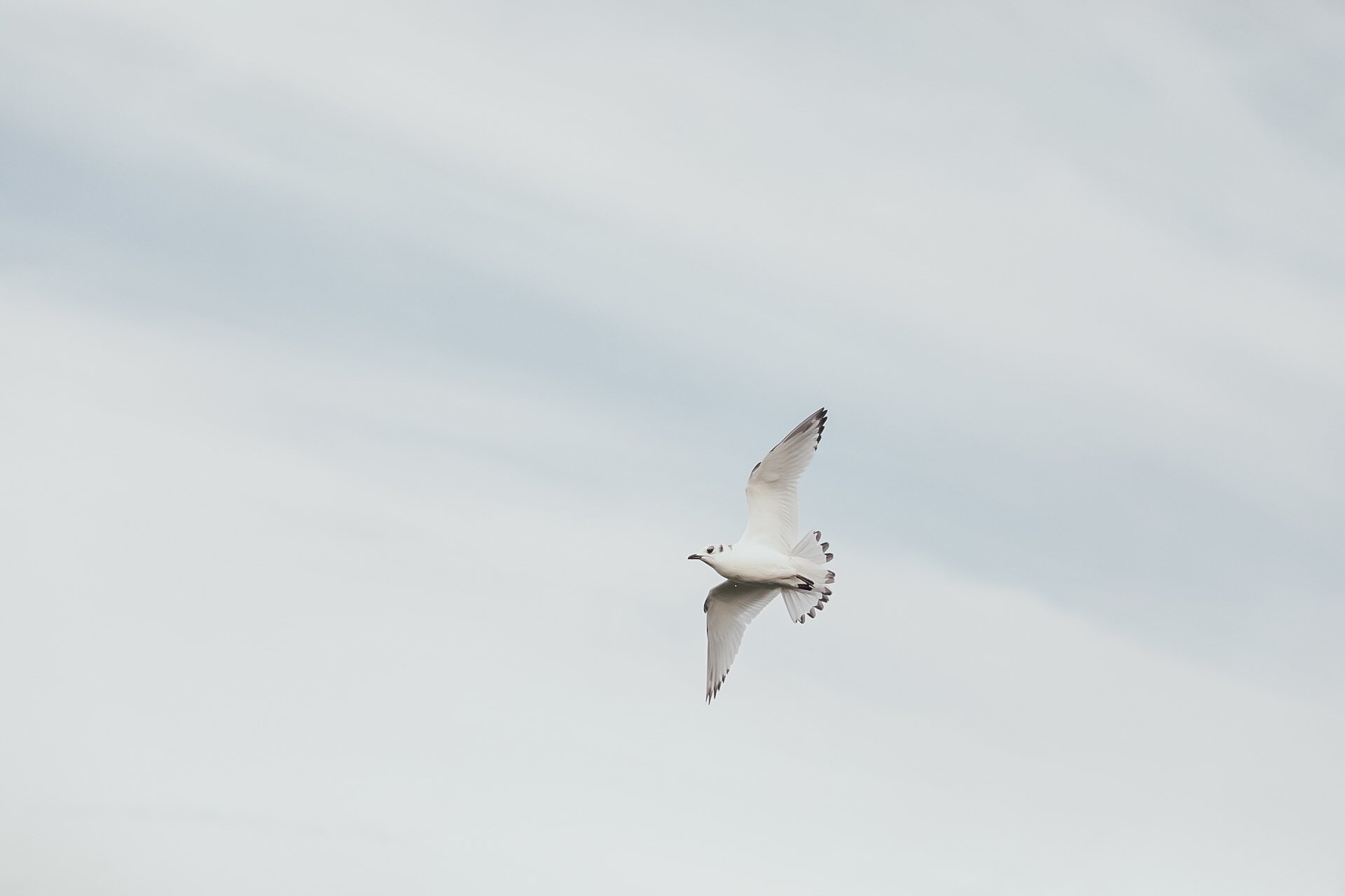Iceland - Bird copy 3.jpg