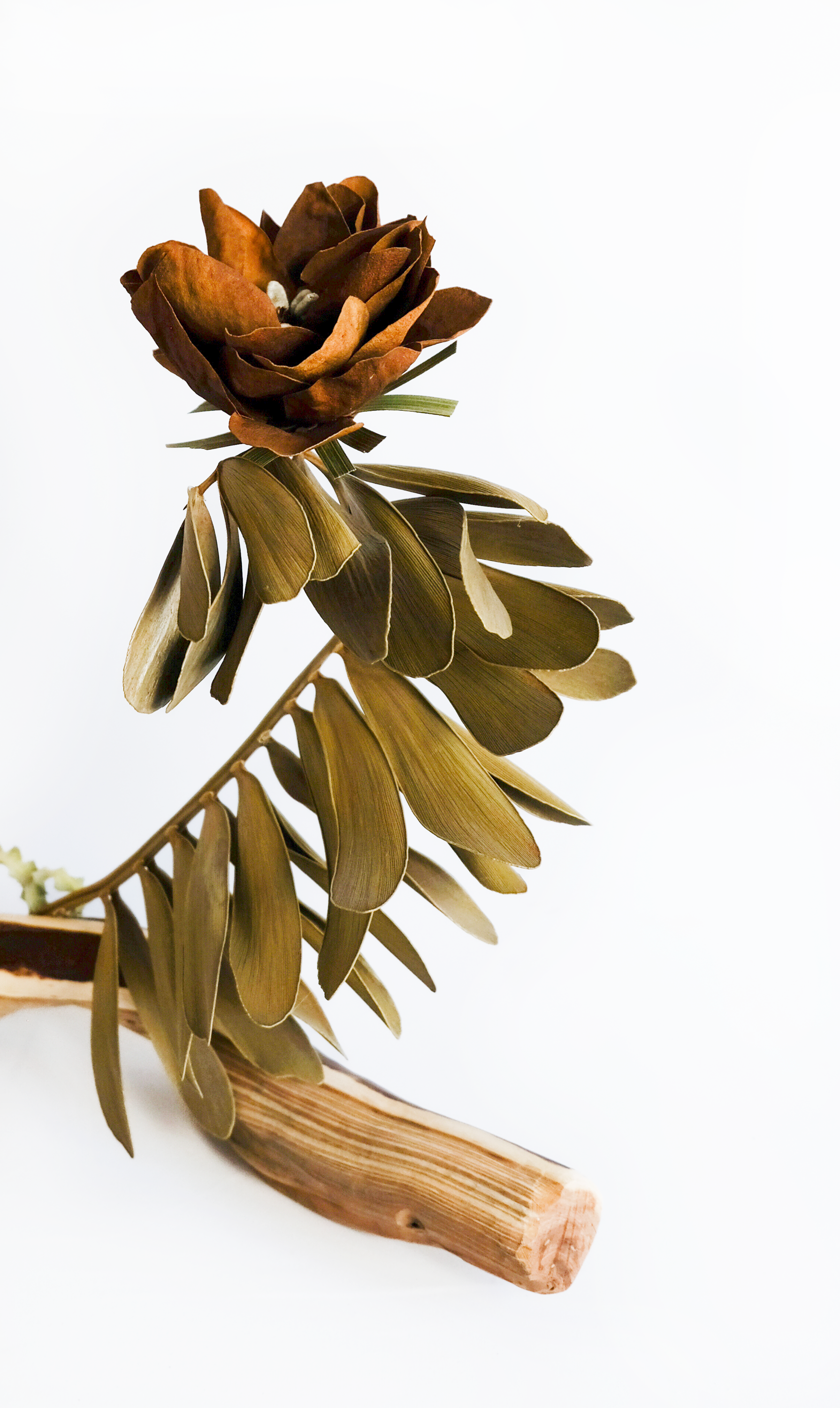 Teva Wonders Sept29 (1).png