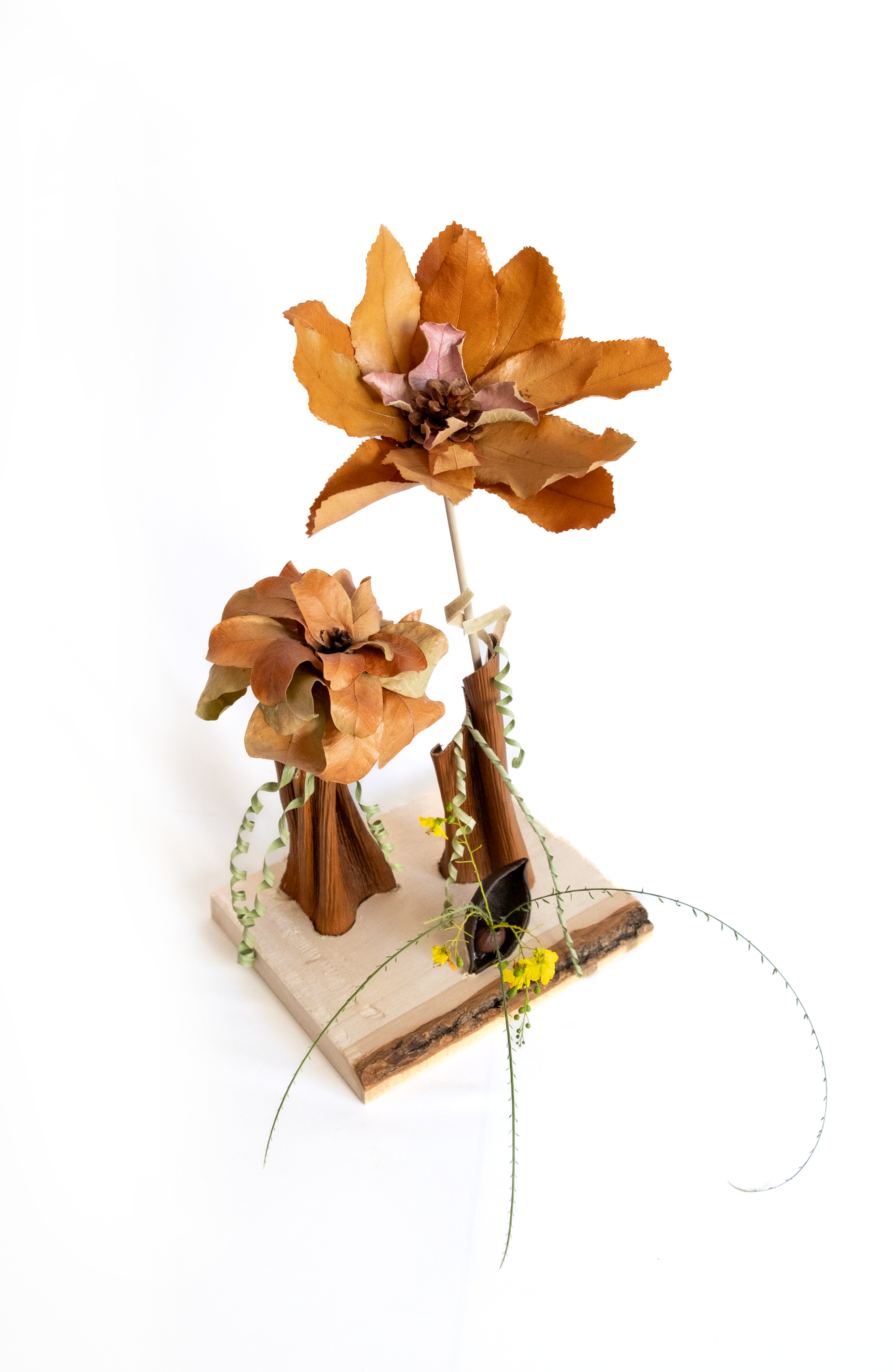 Teva Wonders Sept14 (3).png