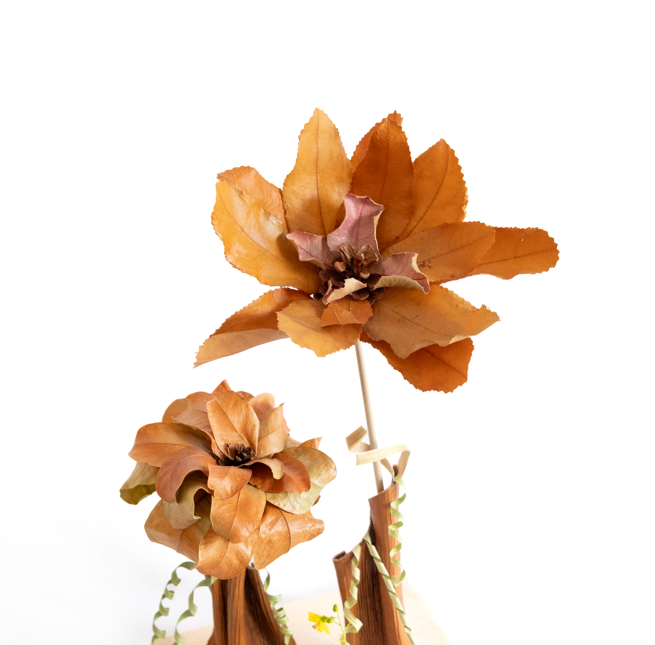 Teva Wonders Sept13 (1).png