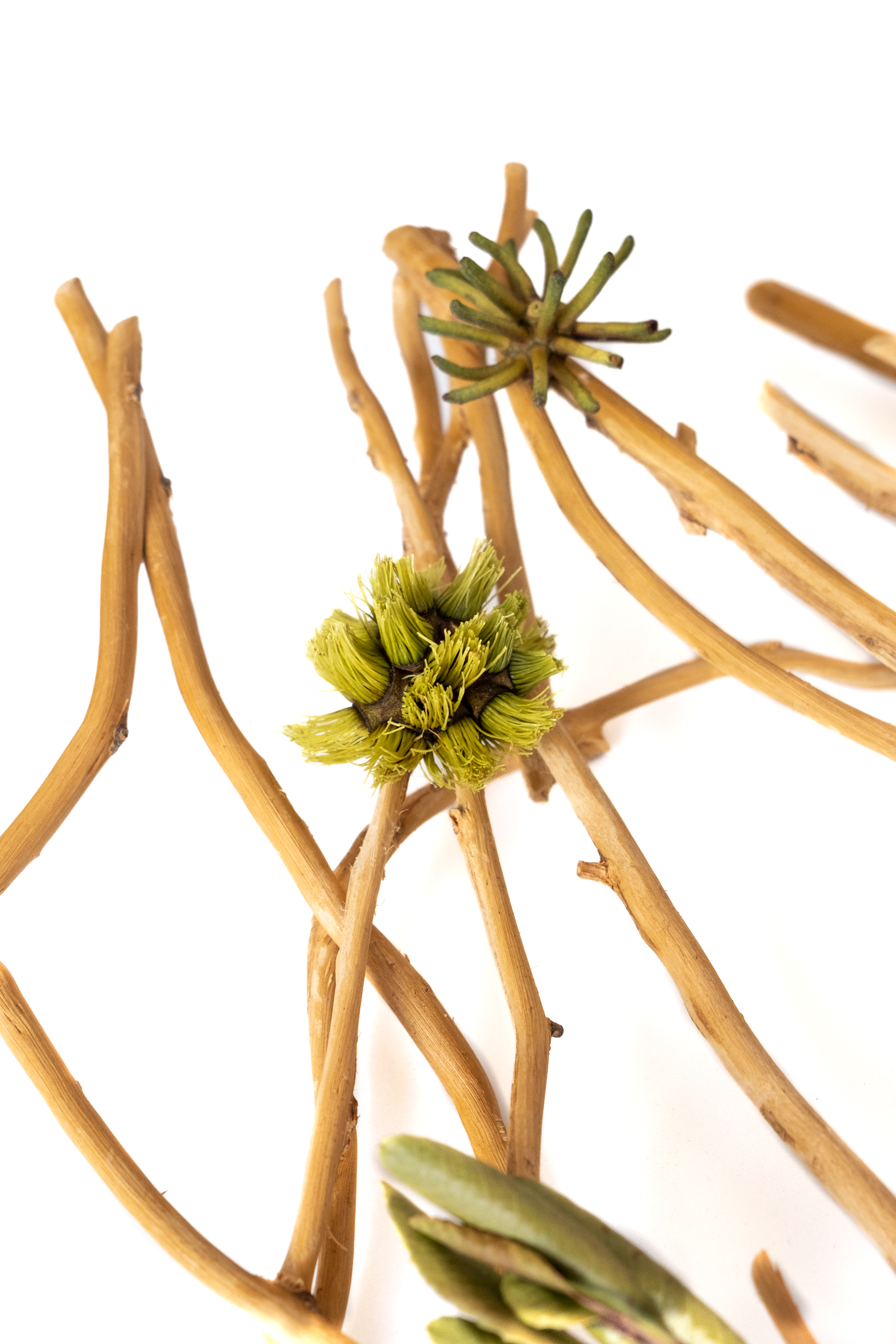 Teva Wonders Sept10 (1).png