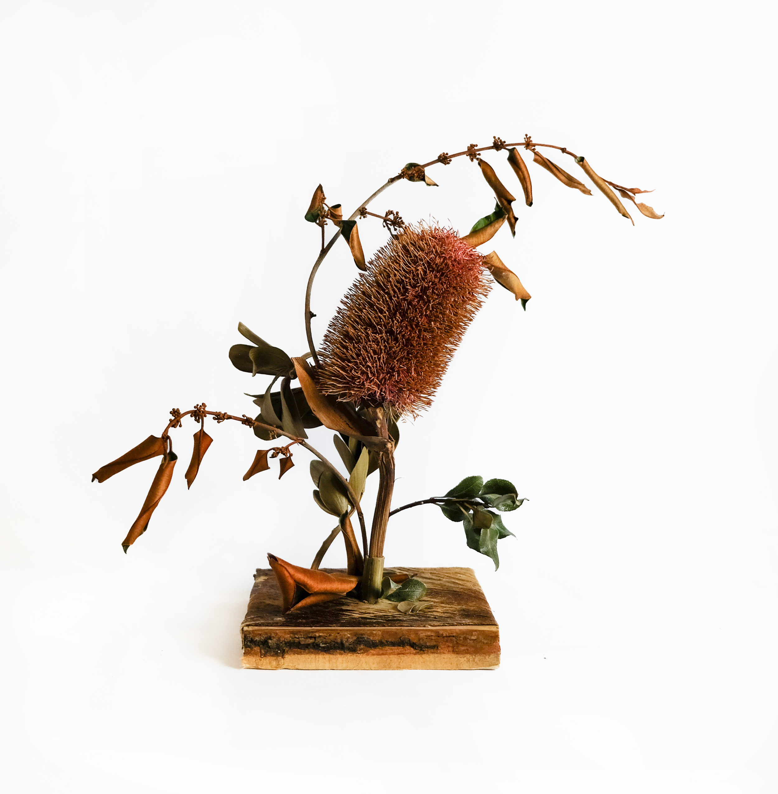 Teva Wonders Sept26 (1).png