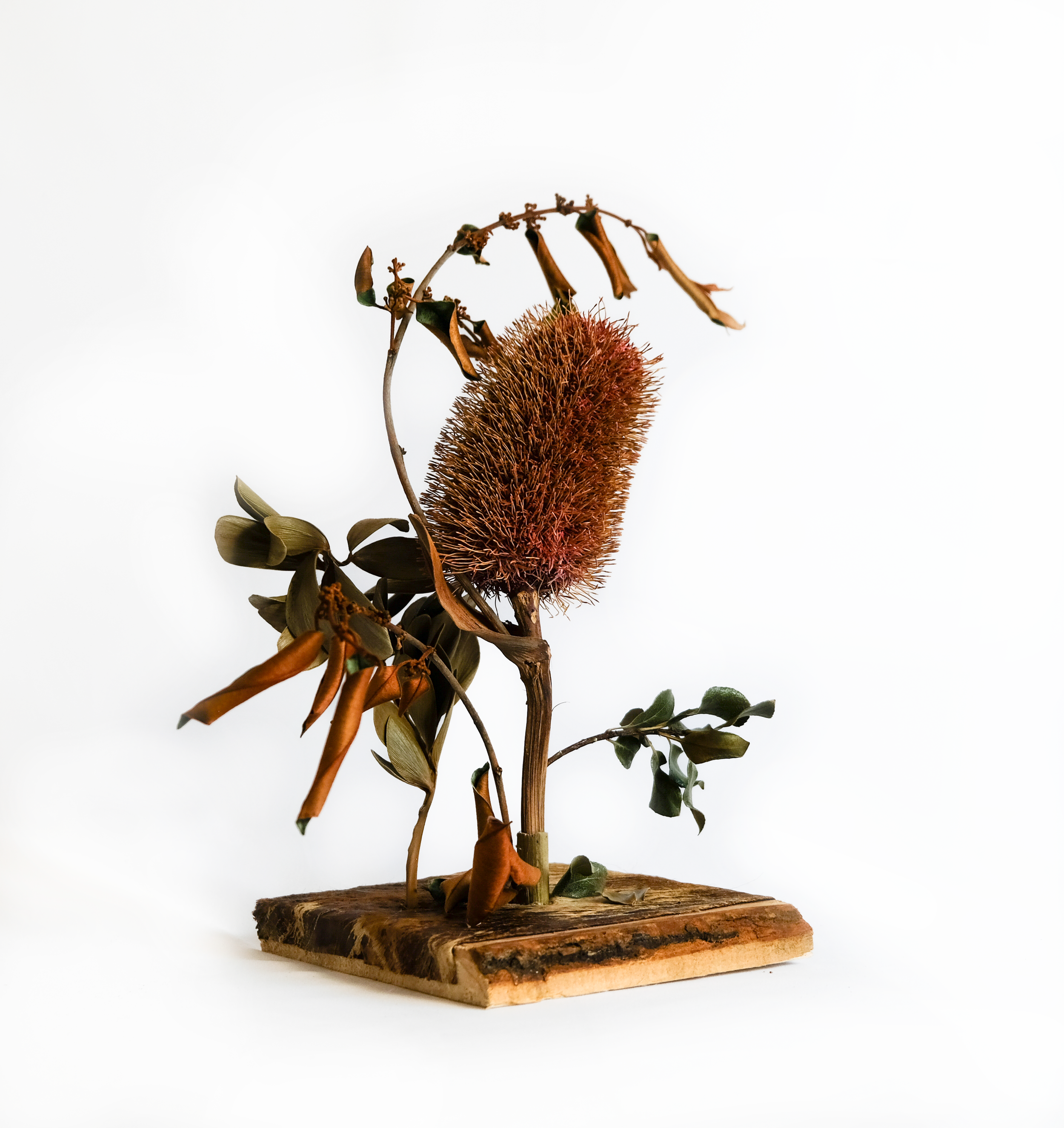 Teva Wonders Sept27 (2).png