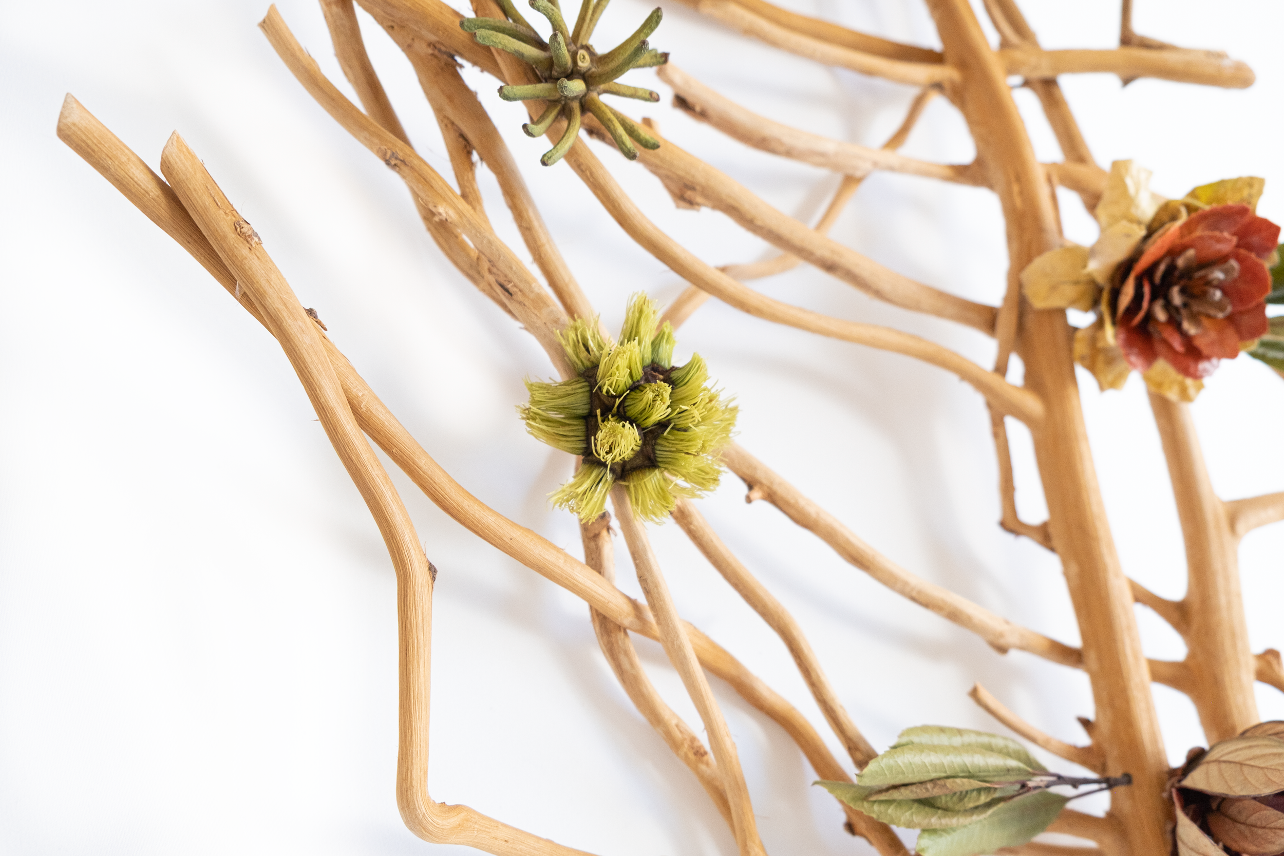 Teva Wonders Sept9.png