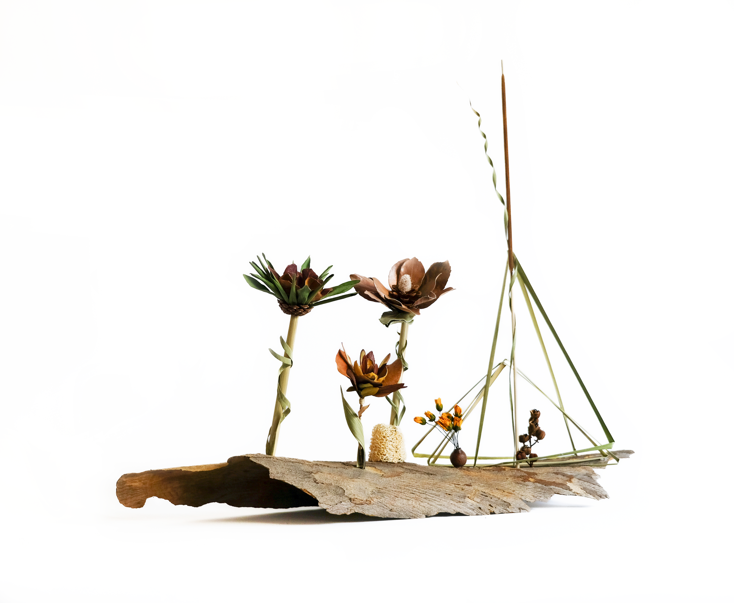 Teva Wonders Sept22 (2).png