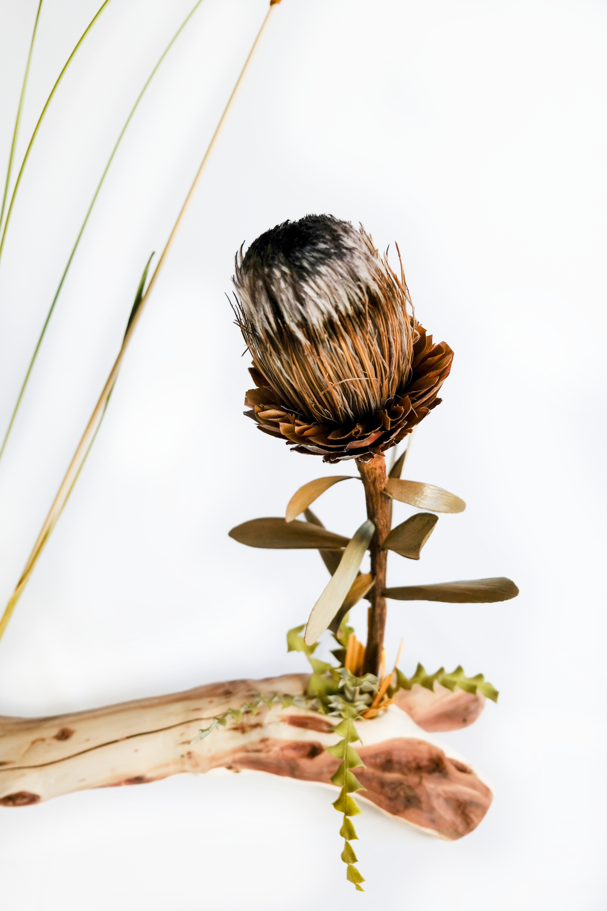 Teva Wonders Sept18 (2).png