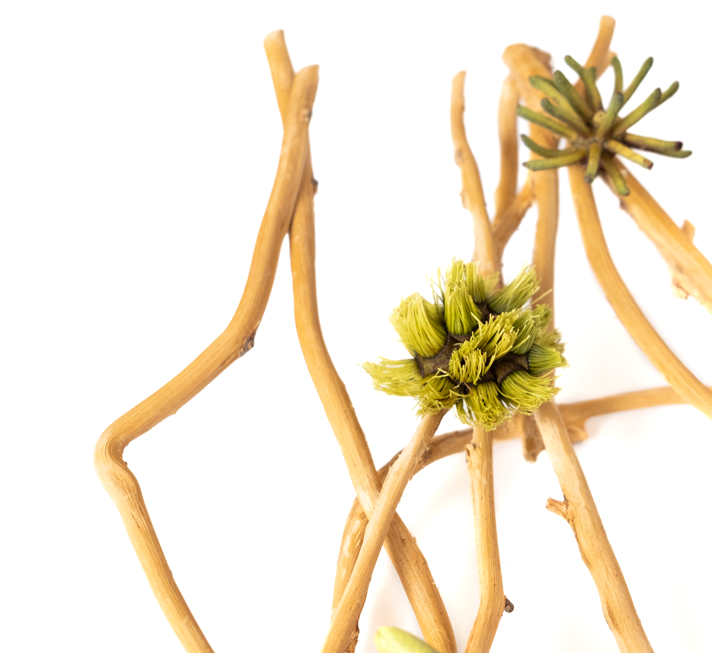 Teva Wonders Sept11.png