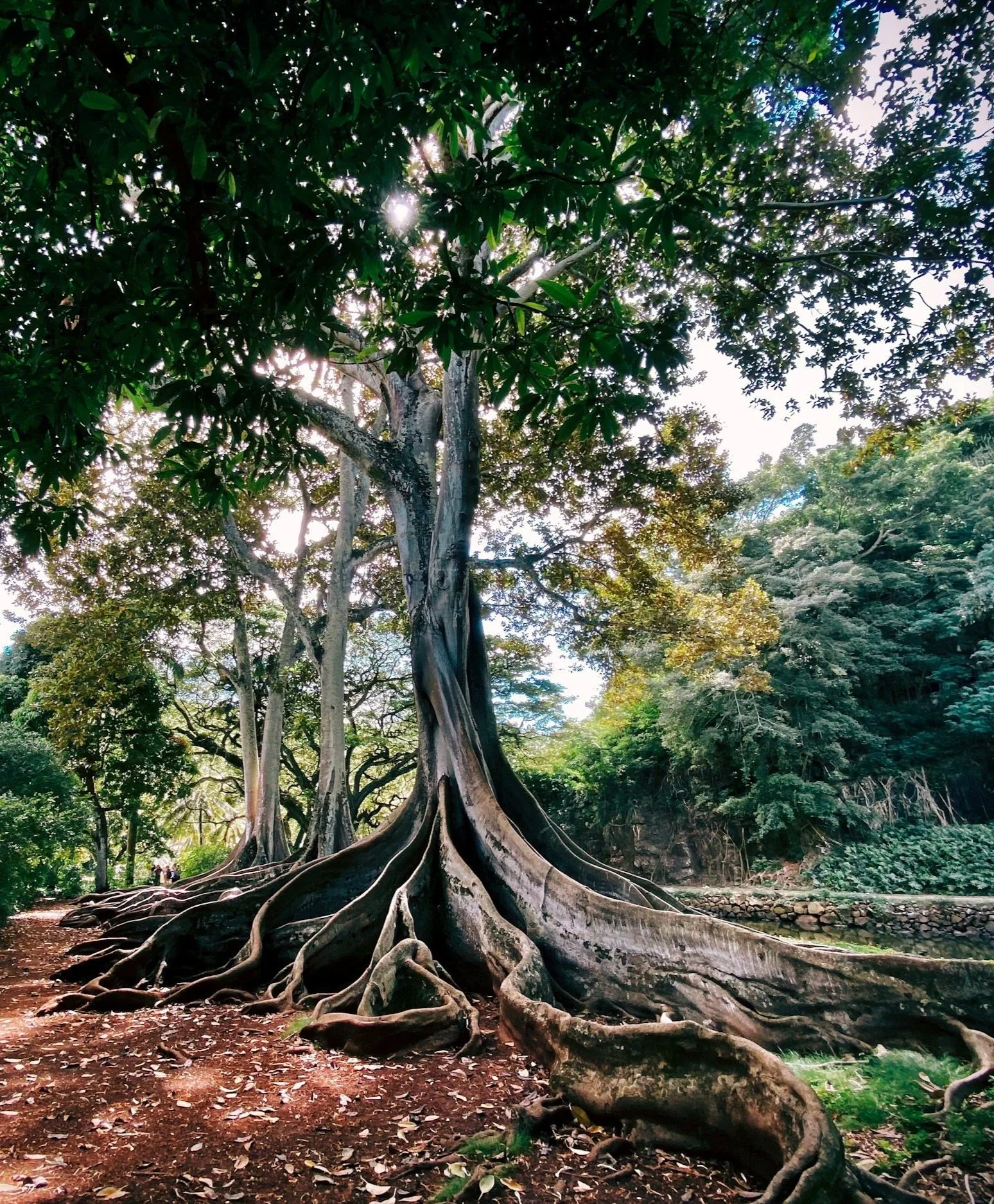 A large tree with exposed roots along a forest path, highlighting a whole-person, root-cause approach to care.