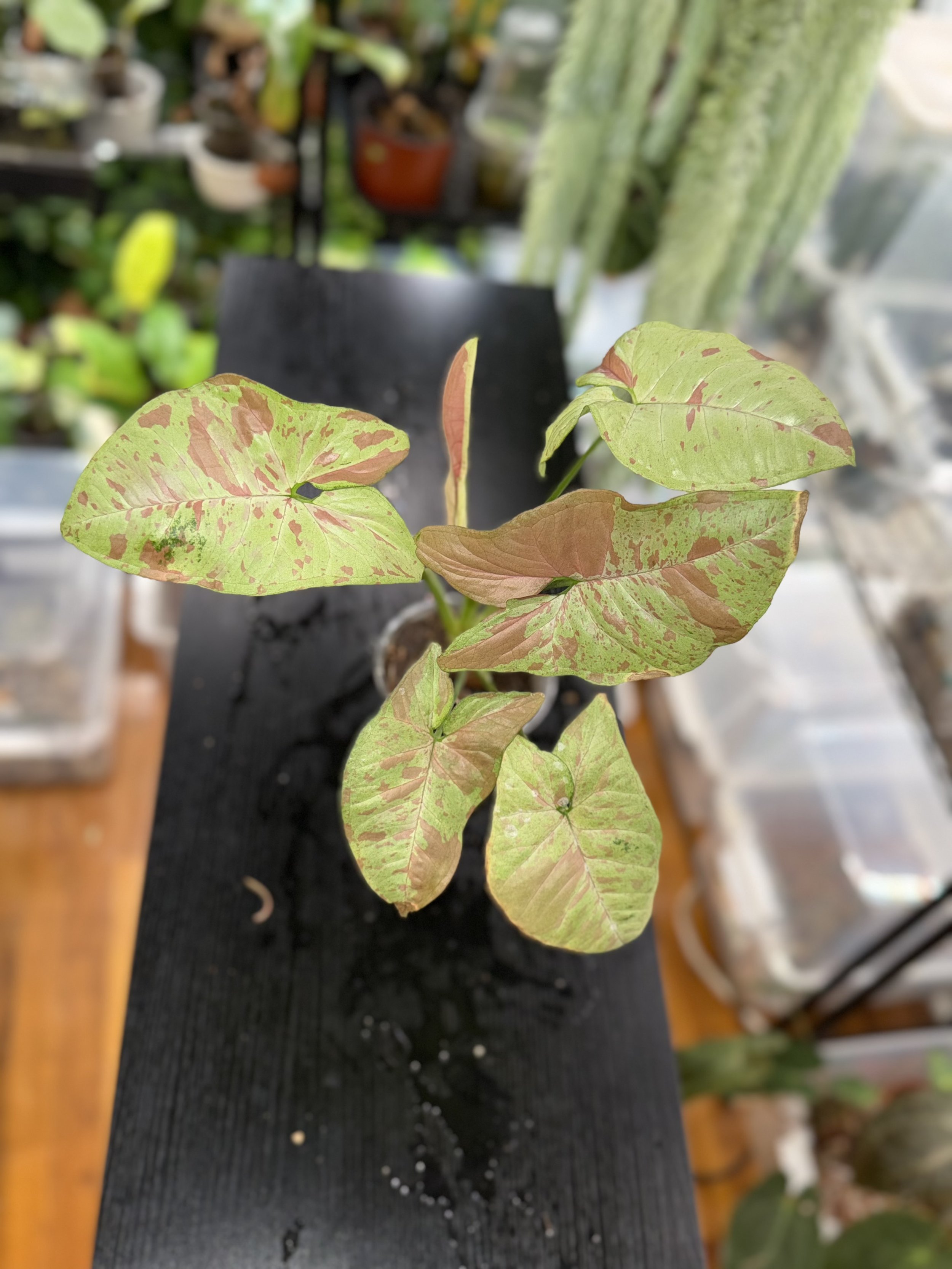 Syngonium pink confetti