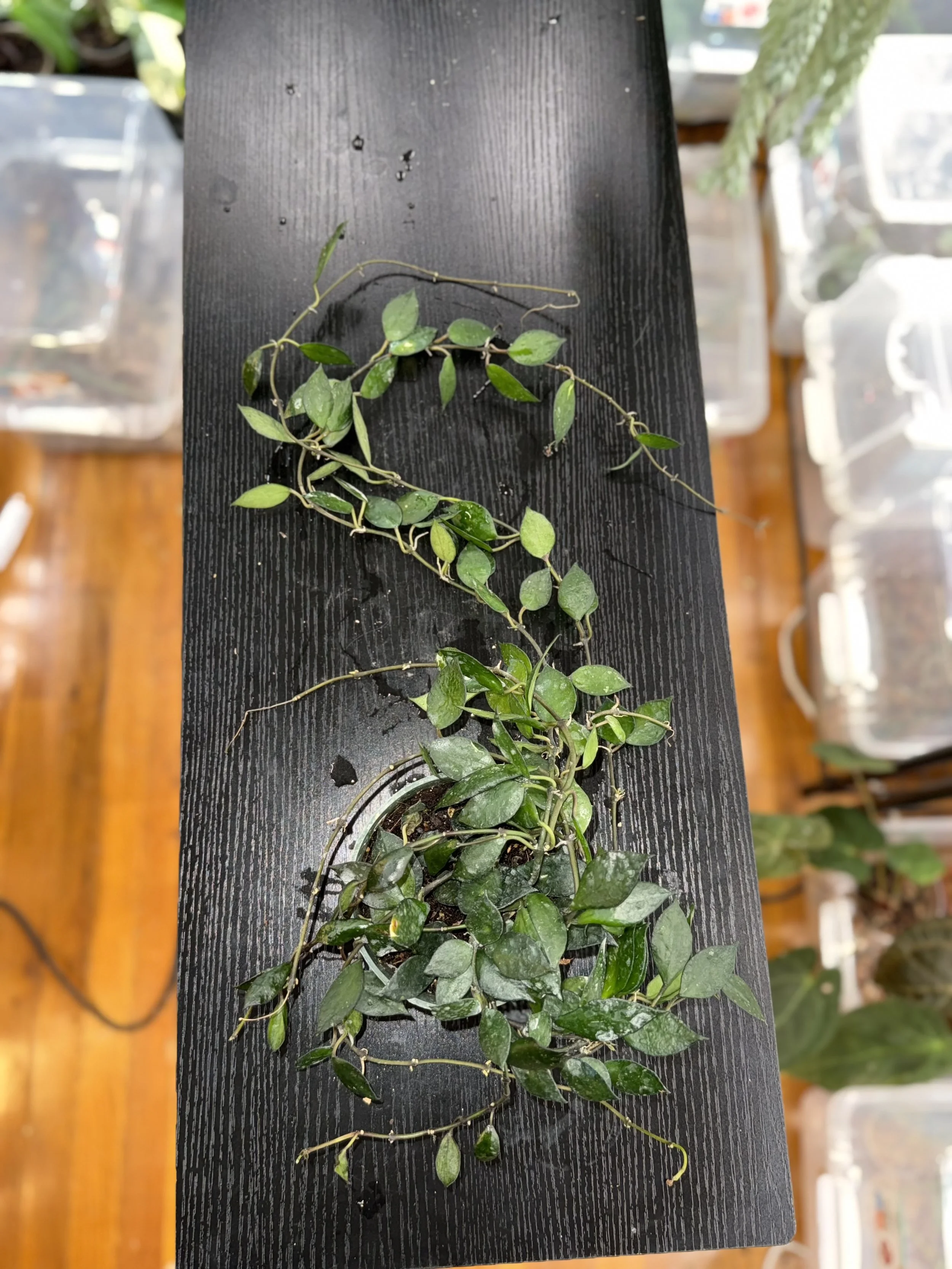 Hoya krohniana black