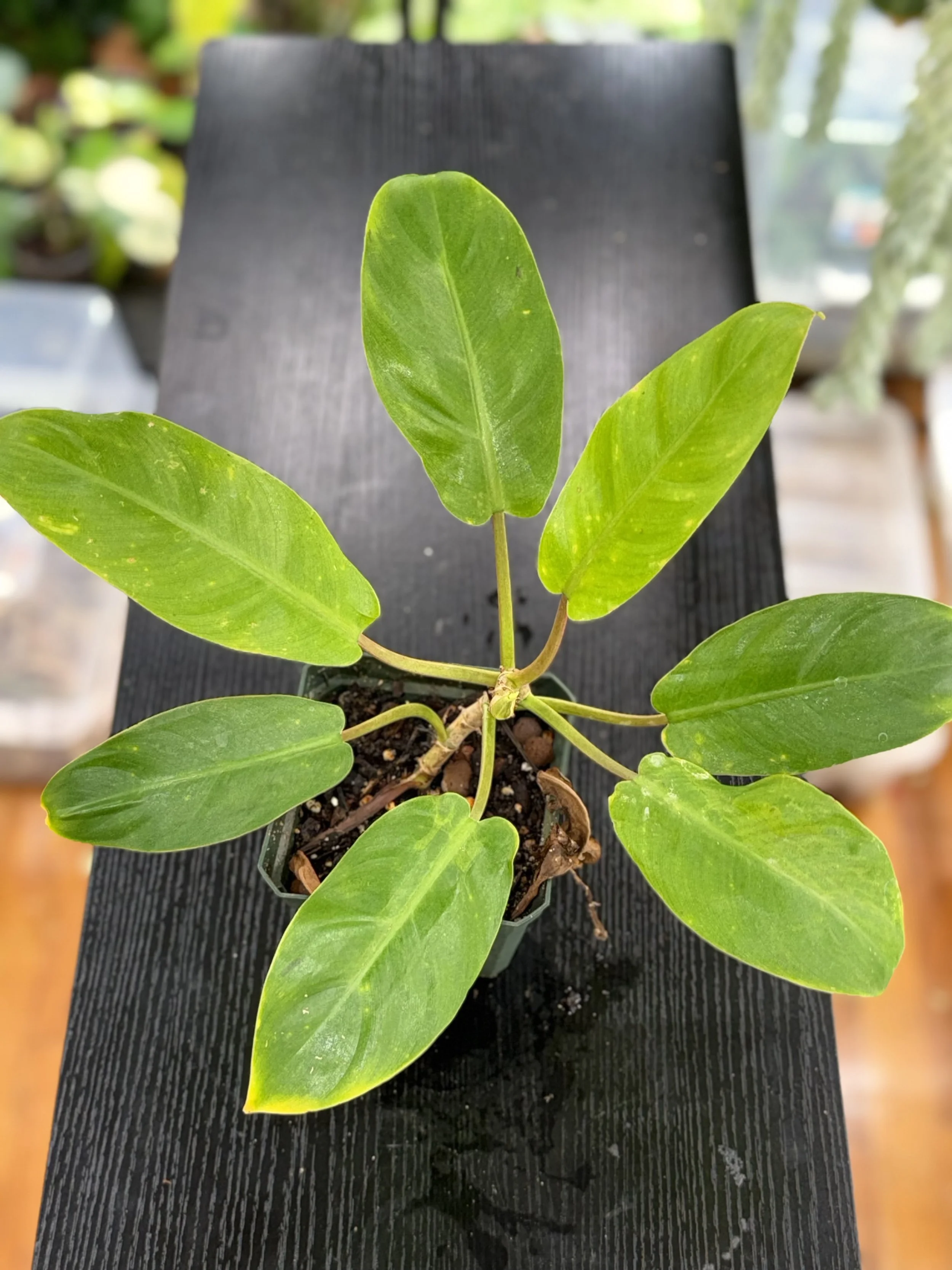 Philodendron lemon lime