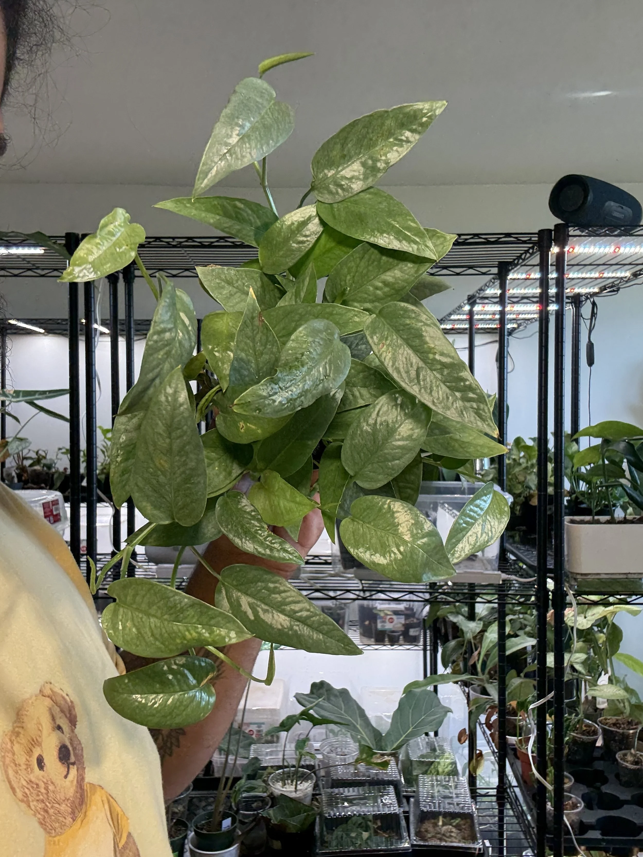 Epipremnum pinnatum cebu blue