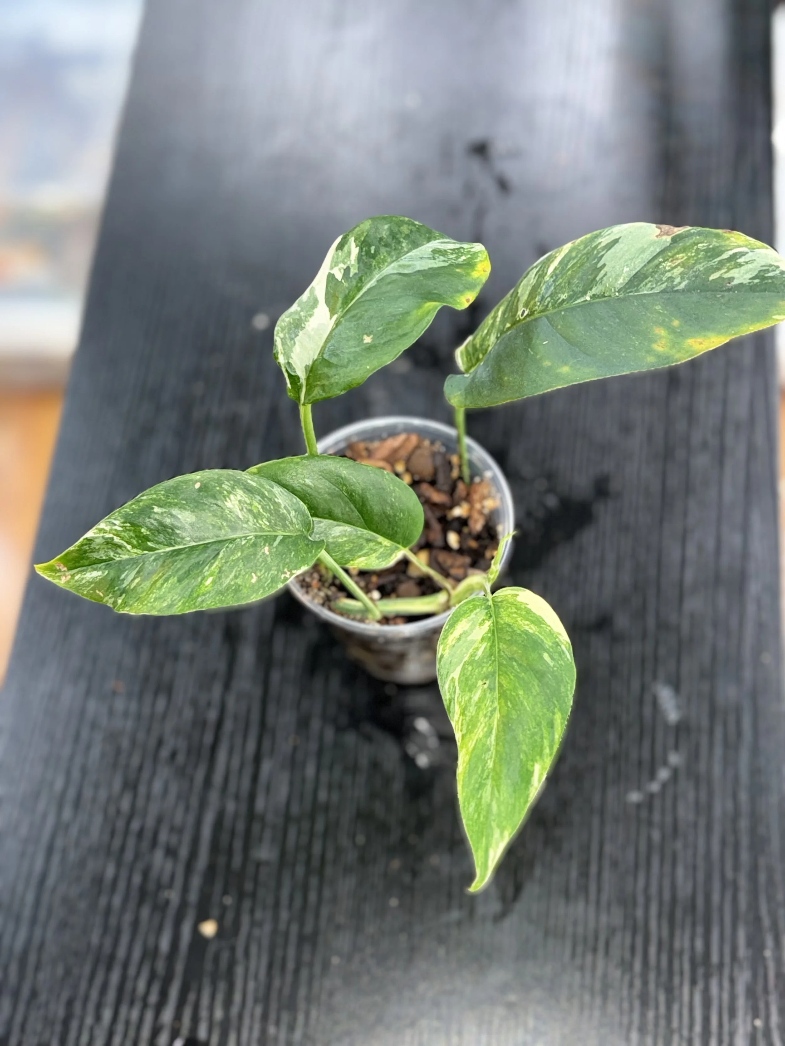 Epipremnum pinnatum variegata