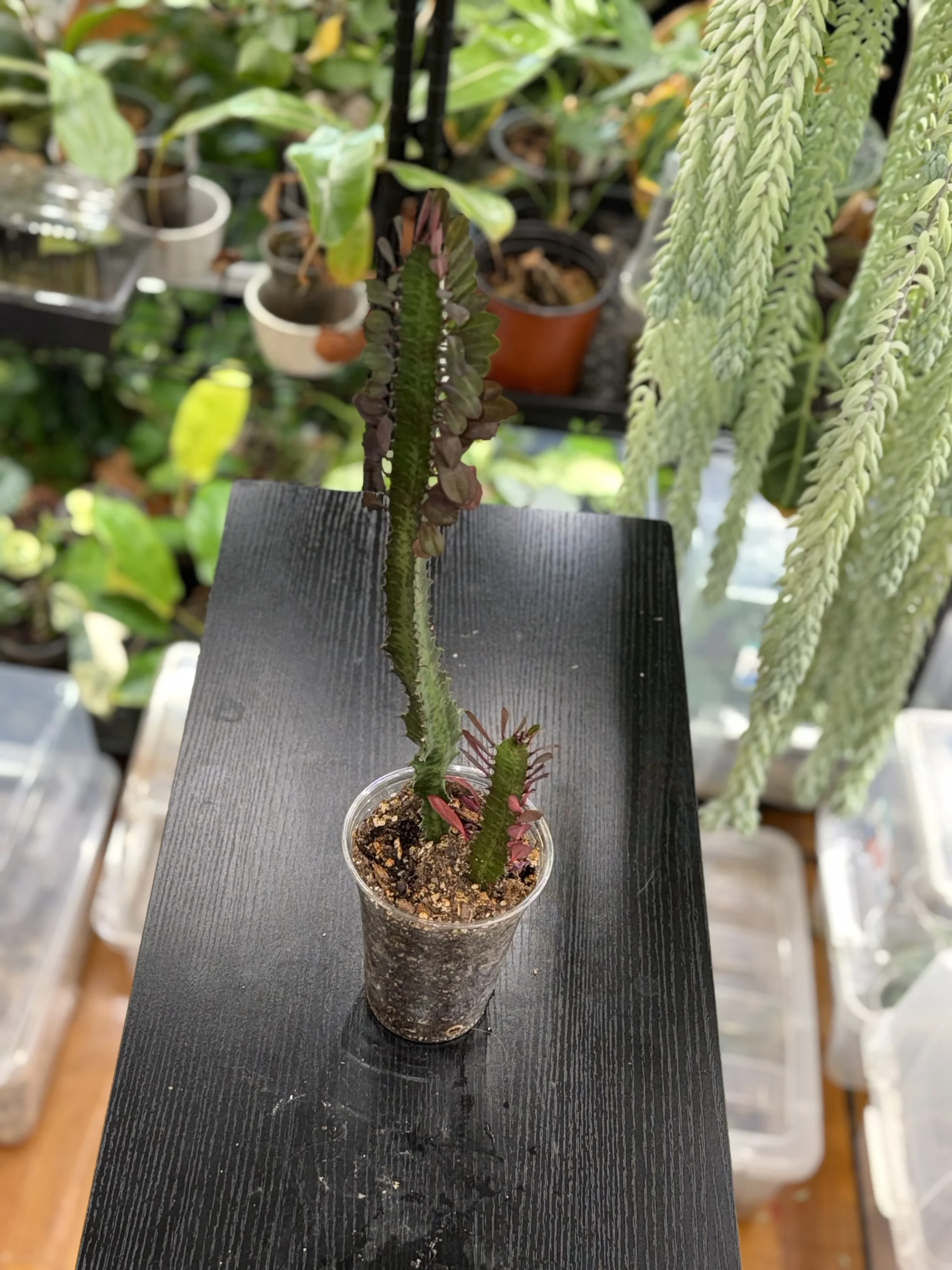 African milk tree (euphorbia