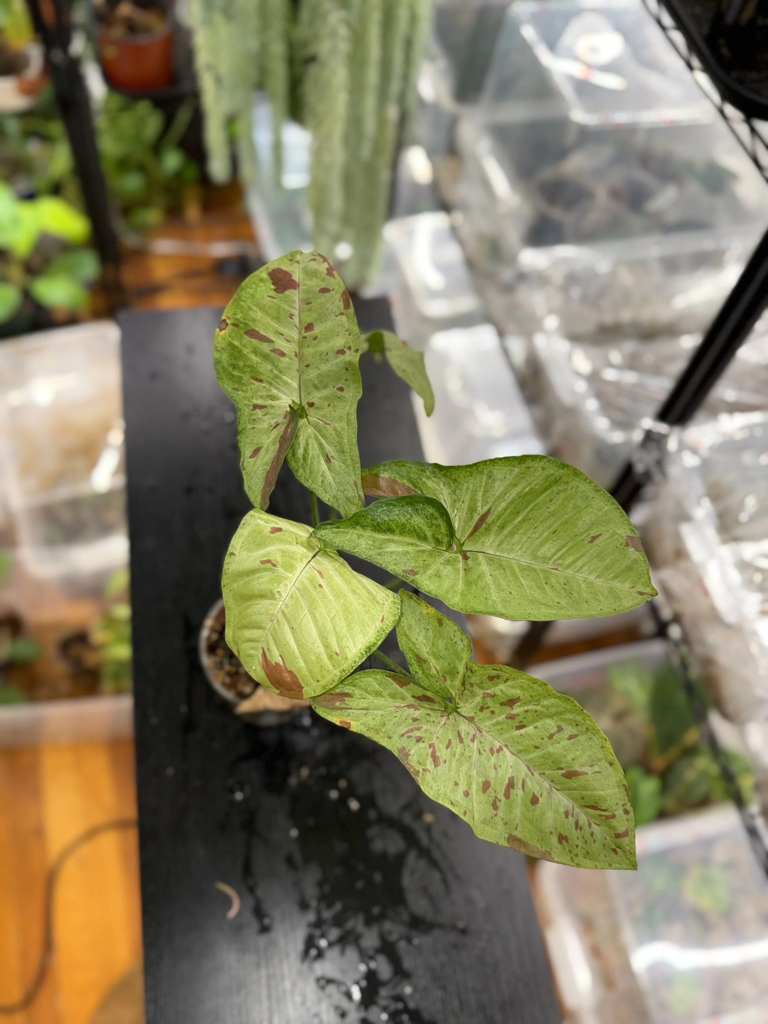 Syngonium pink confetti