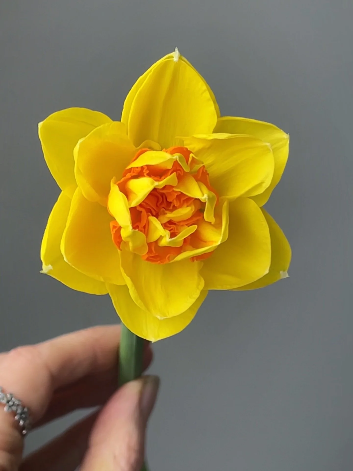 It&rsquo;s cold, dark and rainy today but it&rsquo;s the first day of spring! Let this happy daffodil serve as a reminder that warmer, brighter days are just on the horizon. Can&rsquo;t wait to continue to share all the beauty this world has to offer