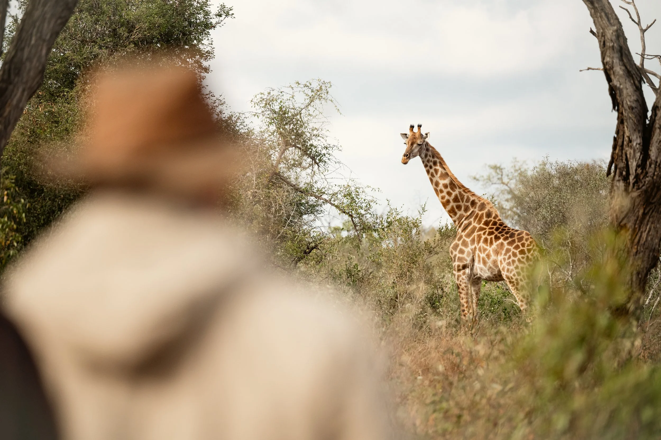 A giraffe standing in a savannah landscape with trees and bushes, seen through a blurred foreground of what appears to be a person or animal.