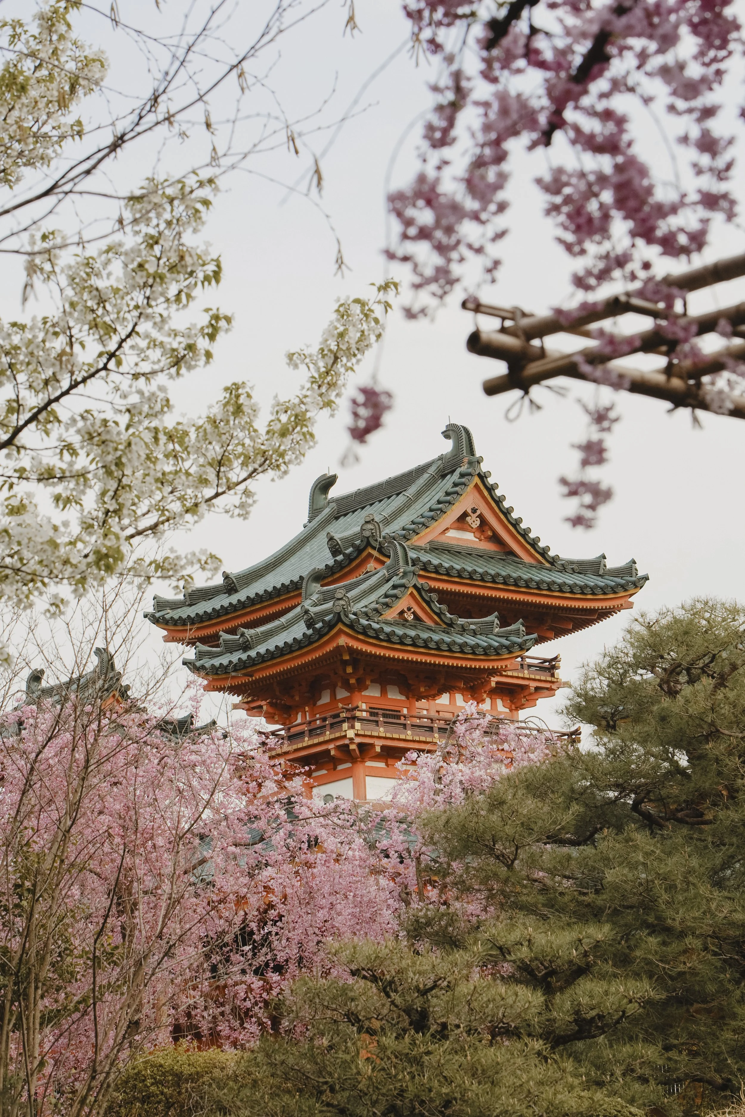 Traditional Japanese pagoda surrounded by cherry blossoms and pine trees.
