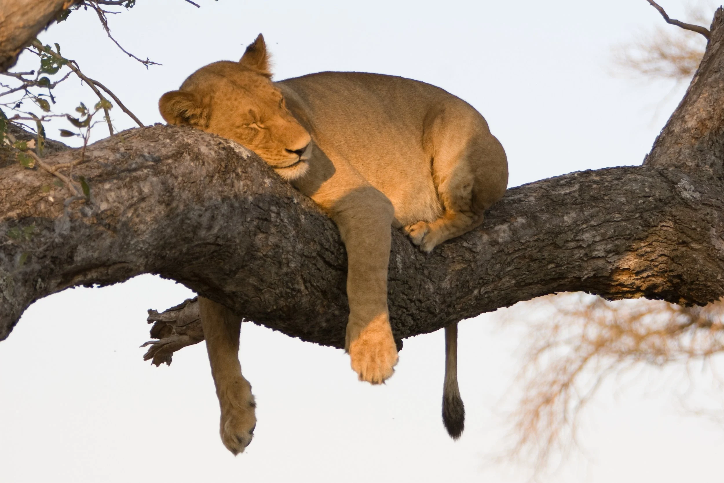 A lioness sleeping on a tree branch with her eyes closed.