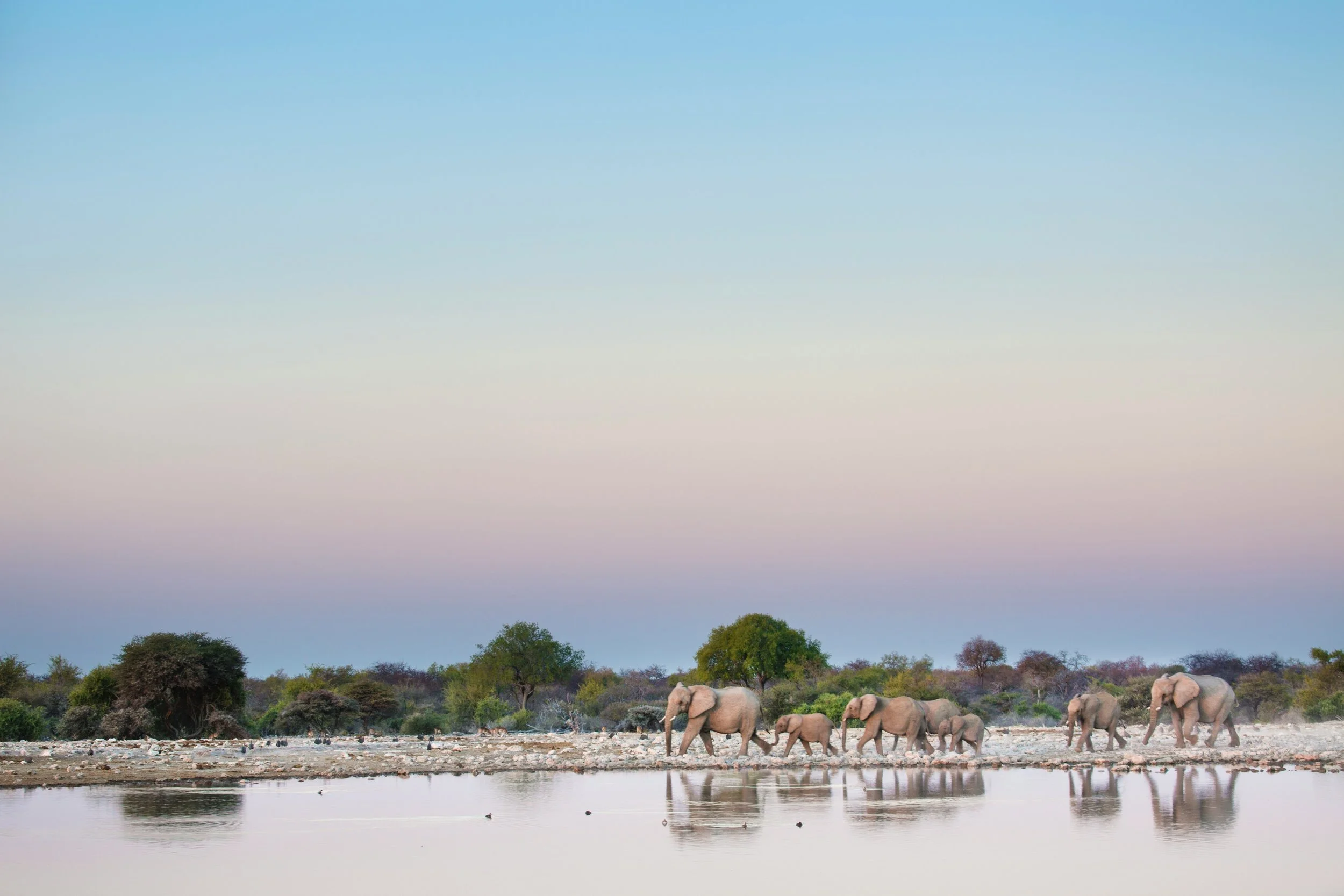 A herd of elephants crossing a river at sunset with trees in the background.