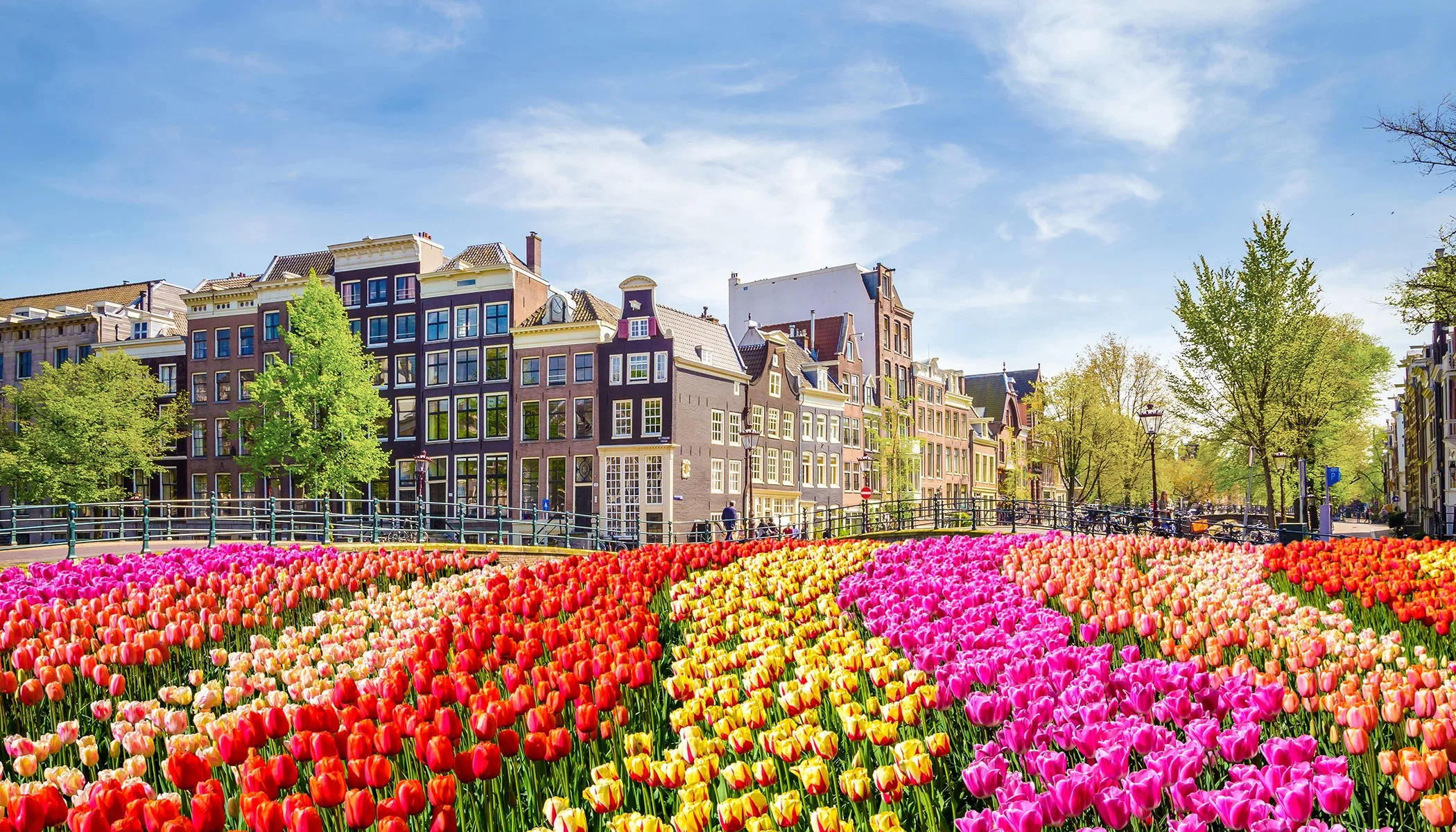 Colorful tulip garden in front of traditional European buildings with trees and blue sky.