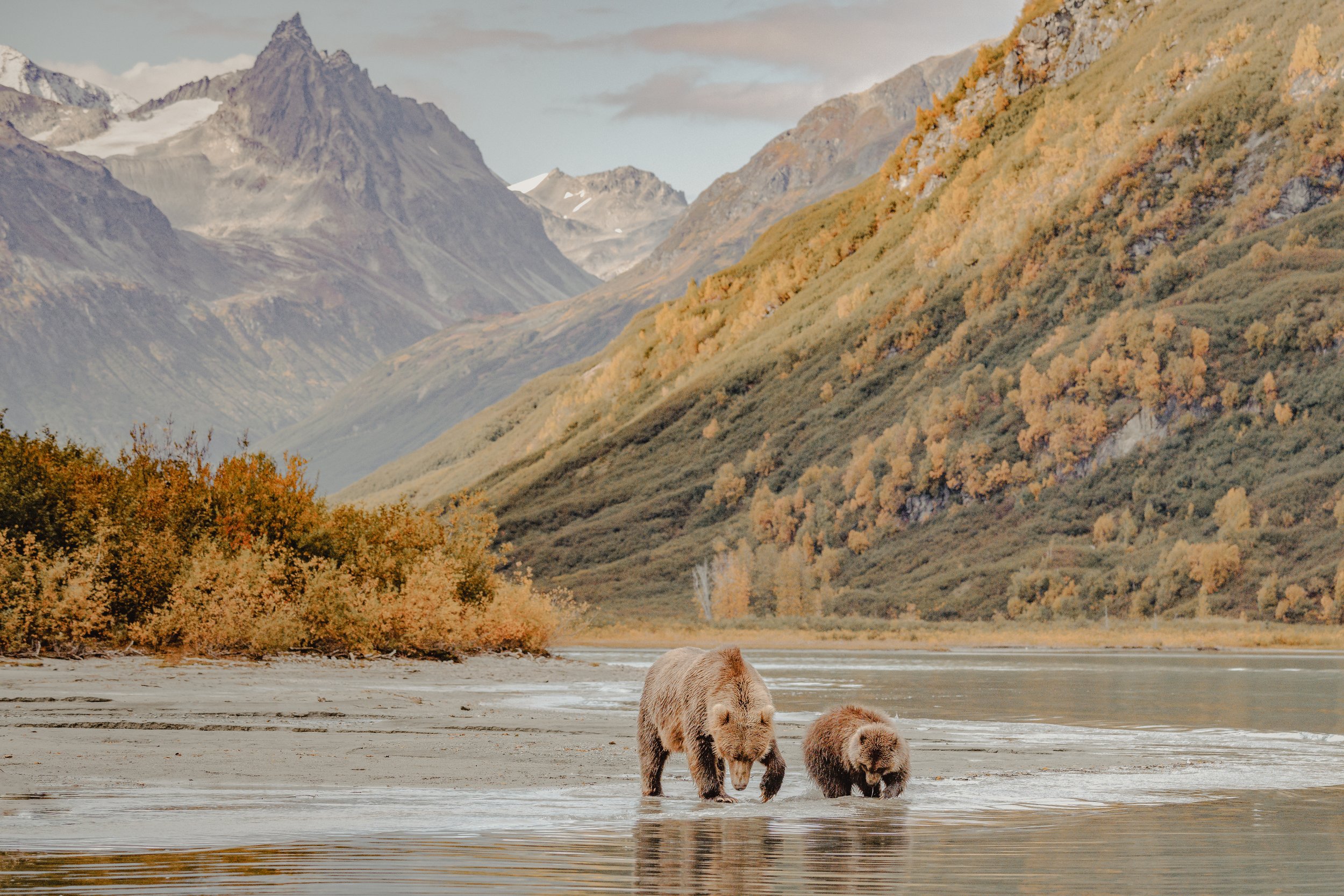 Two bears, one adult and one cub, wading in a river in a mountainous landscape with colorful autumn foliage and snow-capped peaks in the background.