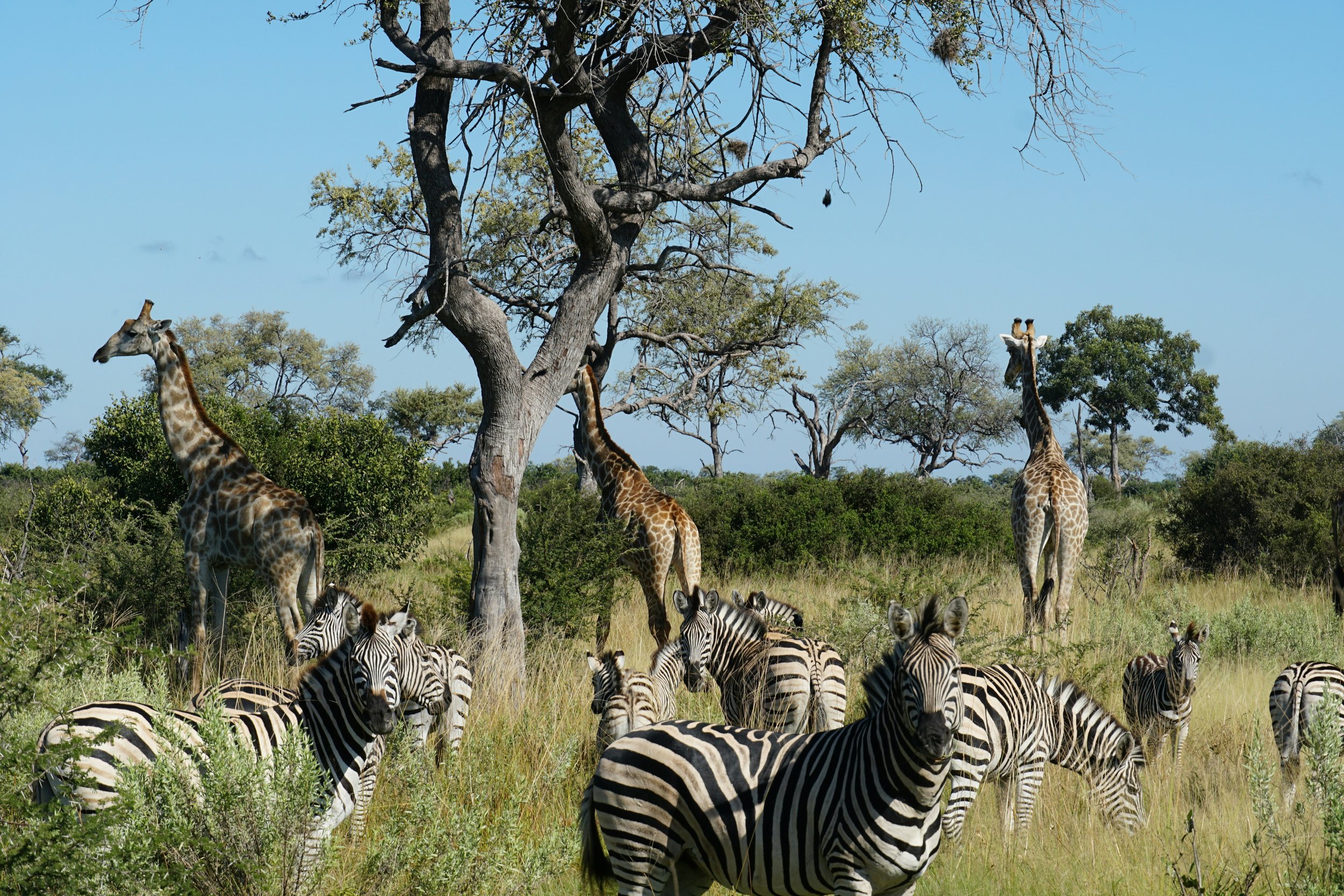 A group of zebras and giraffes in a grassy savannah landscape with trees under a blue sky.