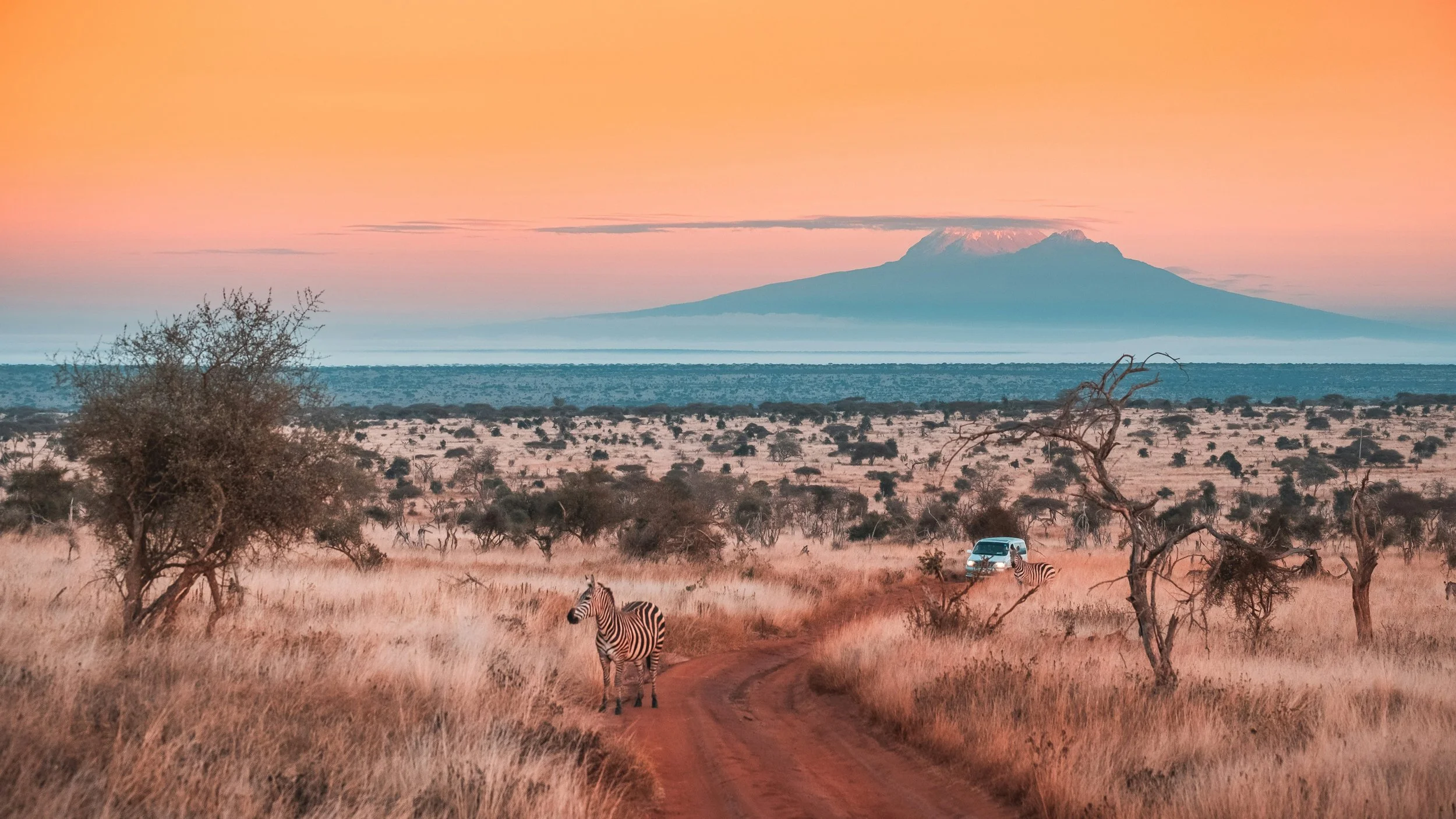A safari scene at sunset with two zebras standing on a dirt path among dry grass and scattered trees, with a vehicle and distant trees in the background, and a mountain in the background under a pink and orange sky.