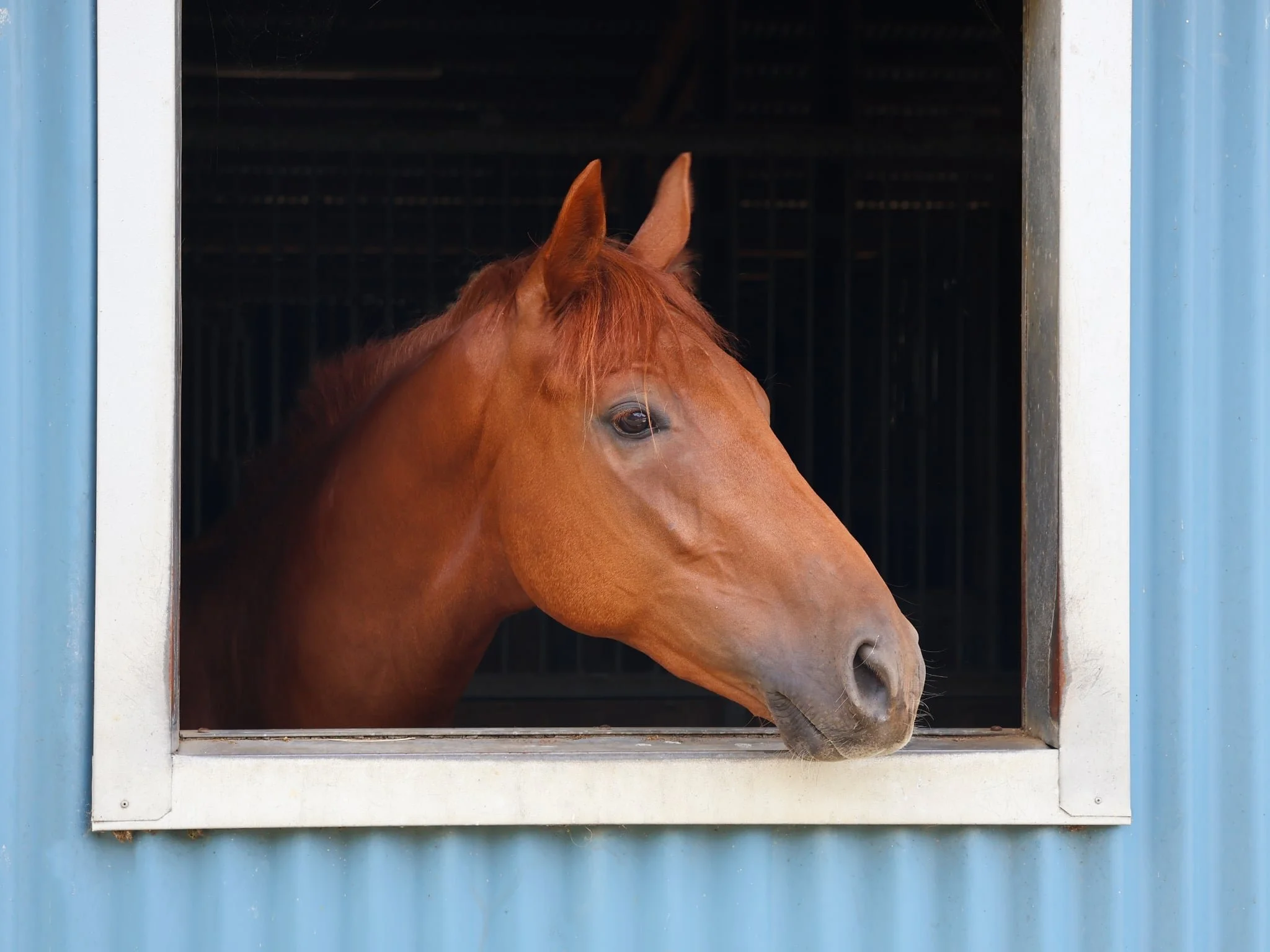 A close-up of a chestnut horse looking out from a window of a blue stable.