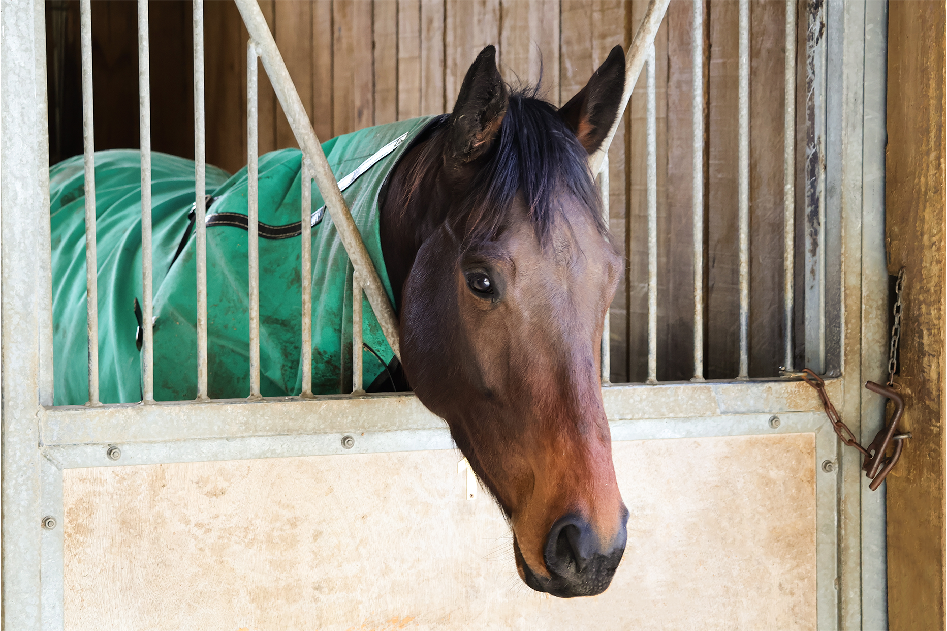 A brown horse wearing a green blanket looking out from a stable with metal bars.