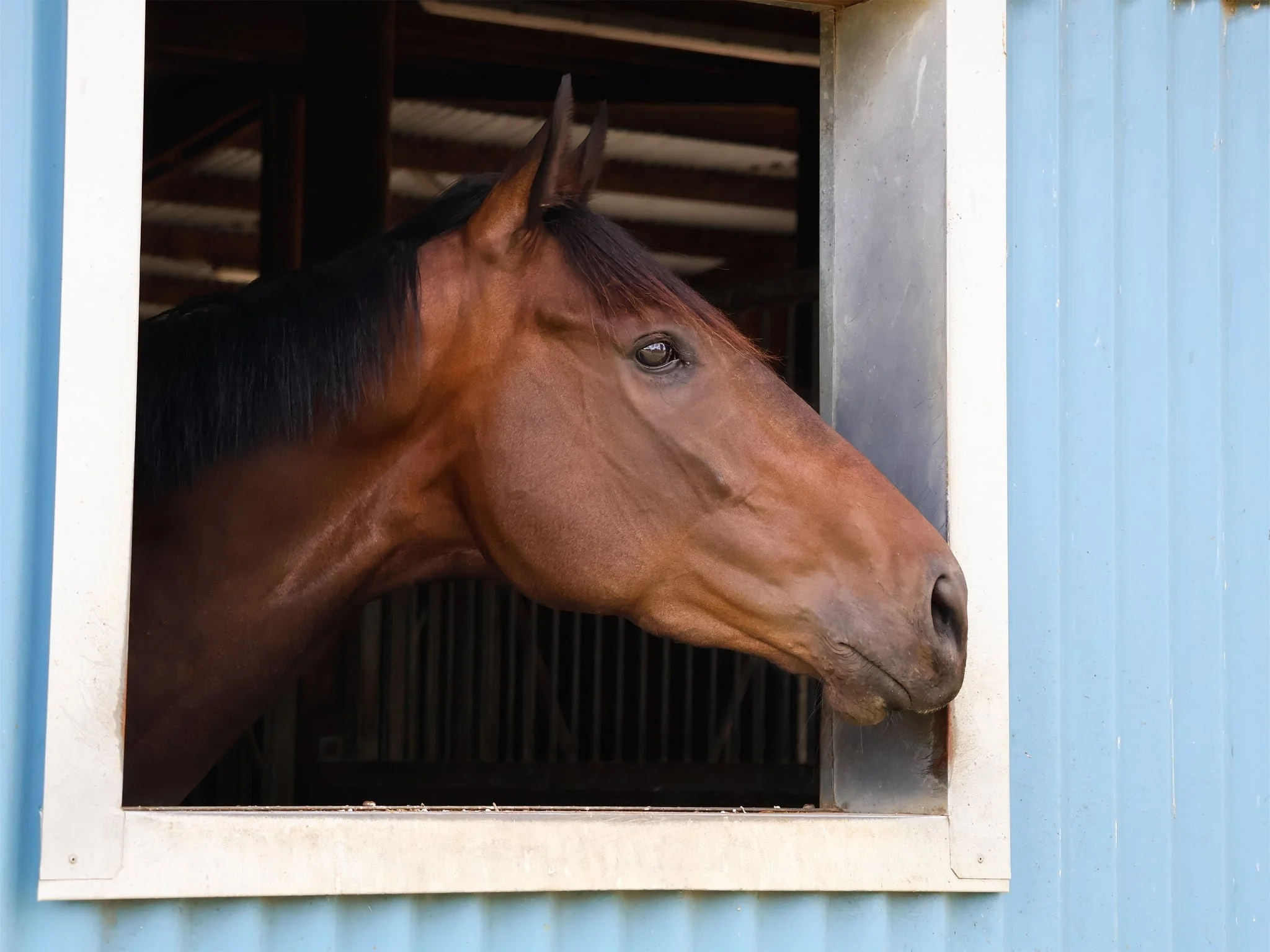 A brown horse with a black mane looking out from a stable window with blue siding.
