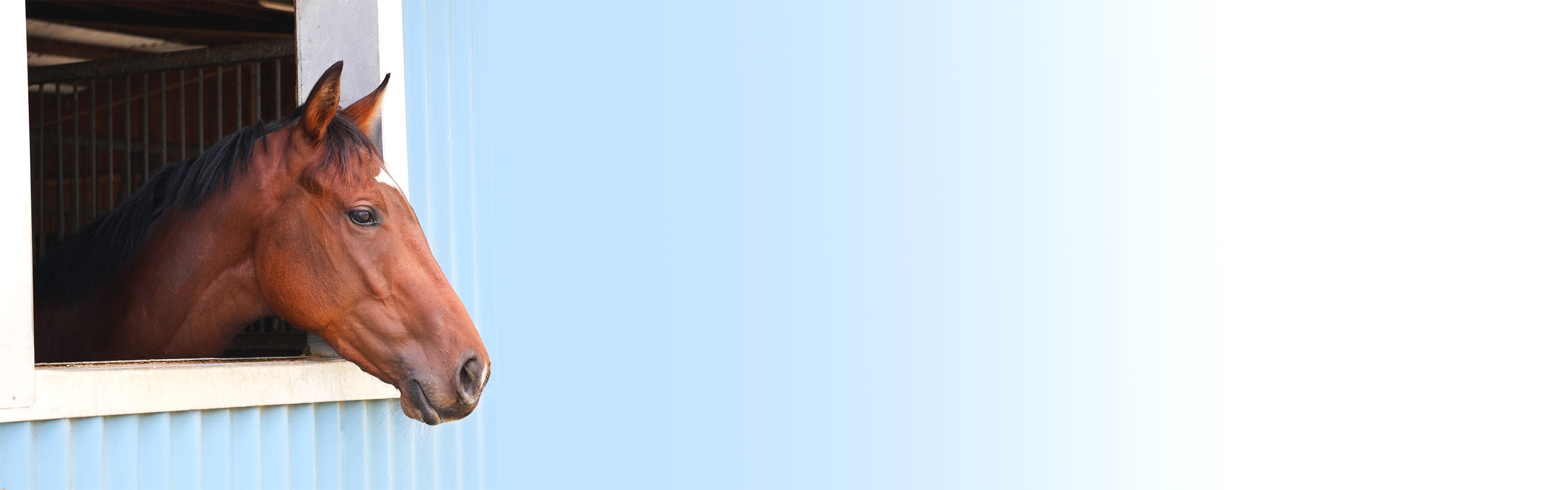 A brown horse with a black mane looking out from a stall window in a stable.