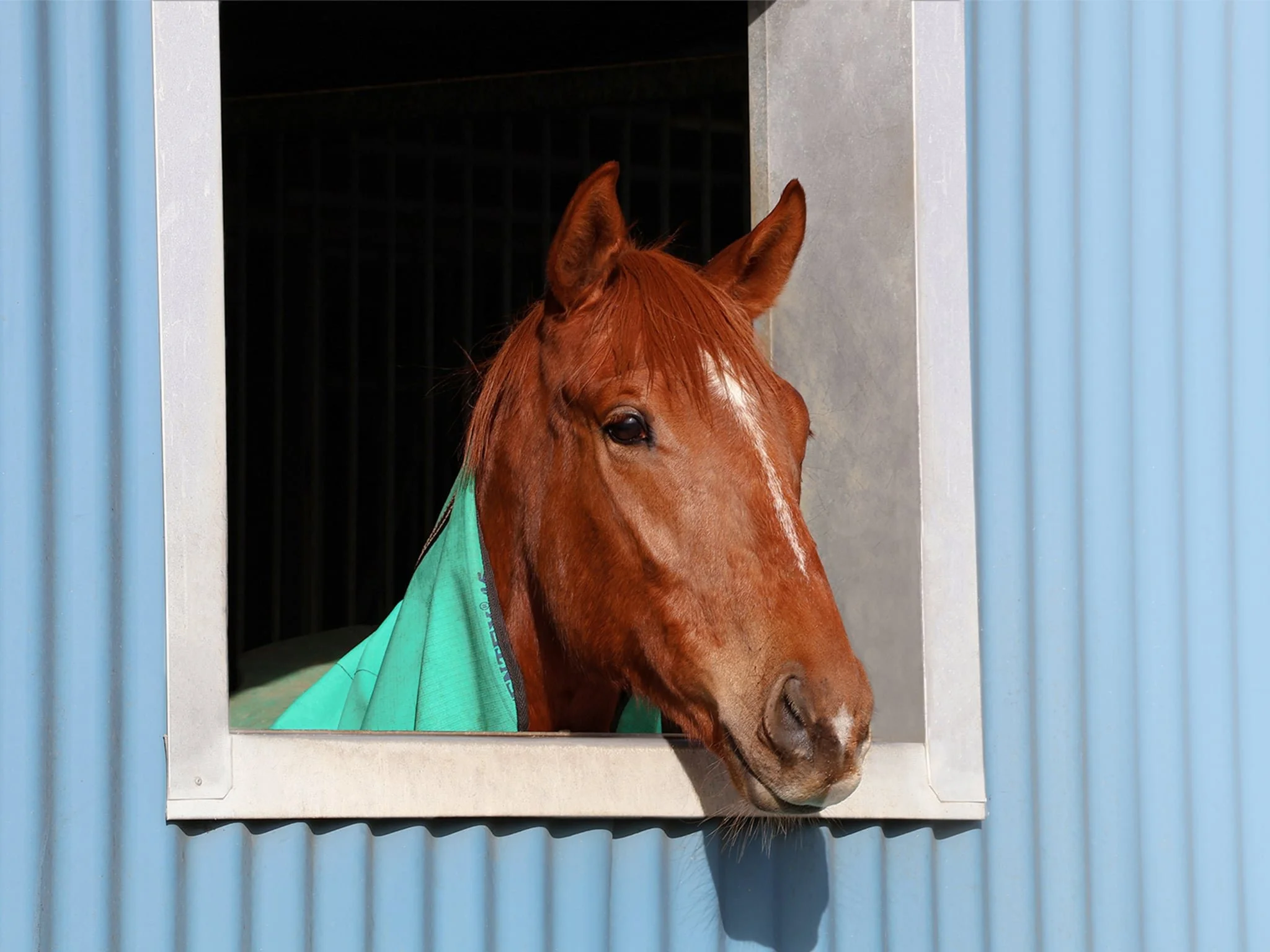 A chestnut horse with a white star on its forehead looking out of a window of a blue stable.