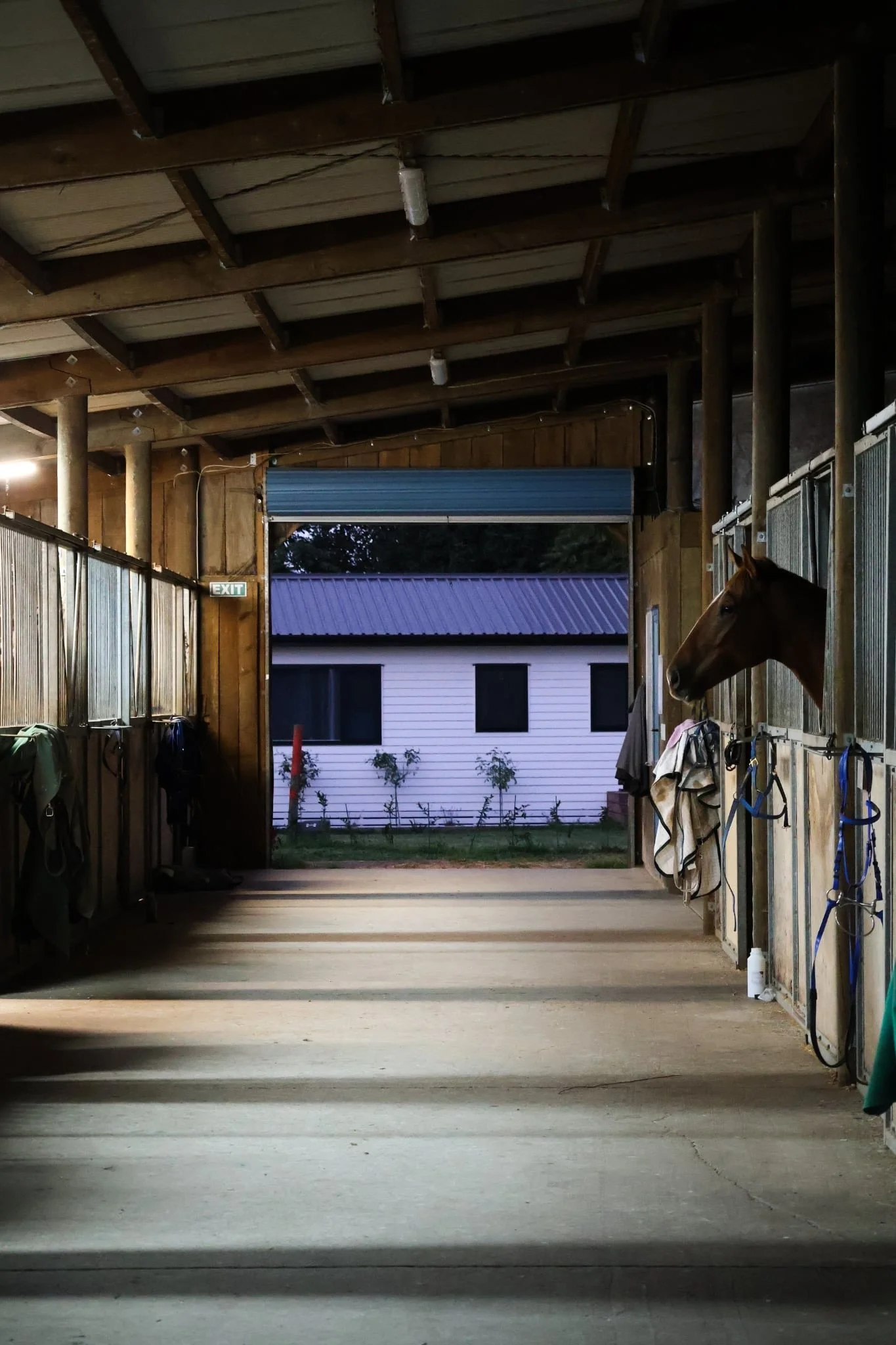 View inside a horse stable with a horse peeking out of a stall on the right. The stable has wooden walls, a concrete floor, and a blue roll-up door open to a backyard with a house and small trees.