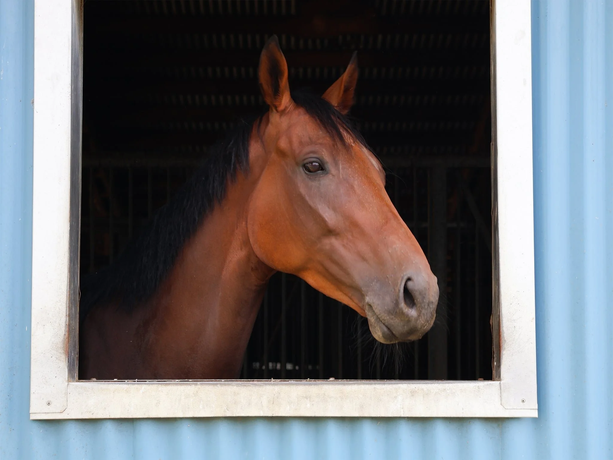 A brown horse with a black mane looking out of a window in a stable.