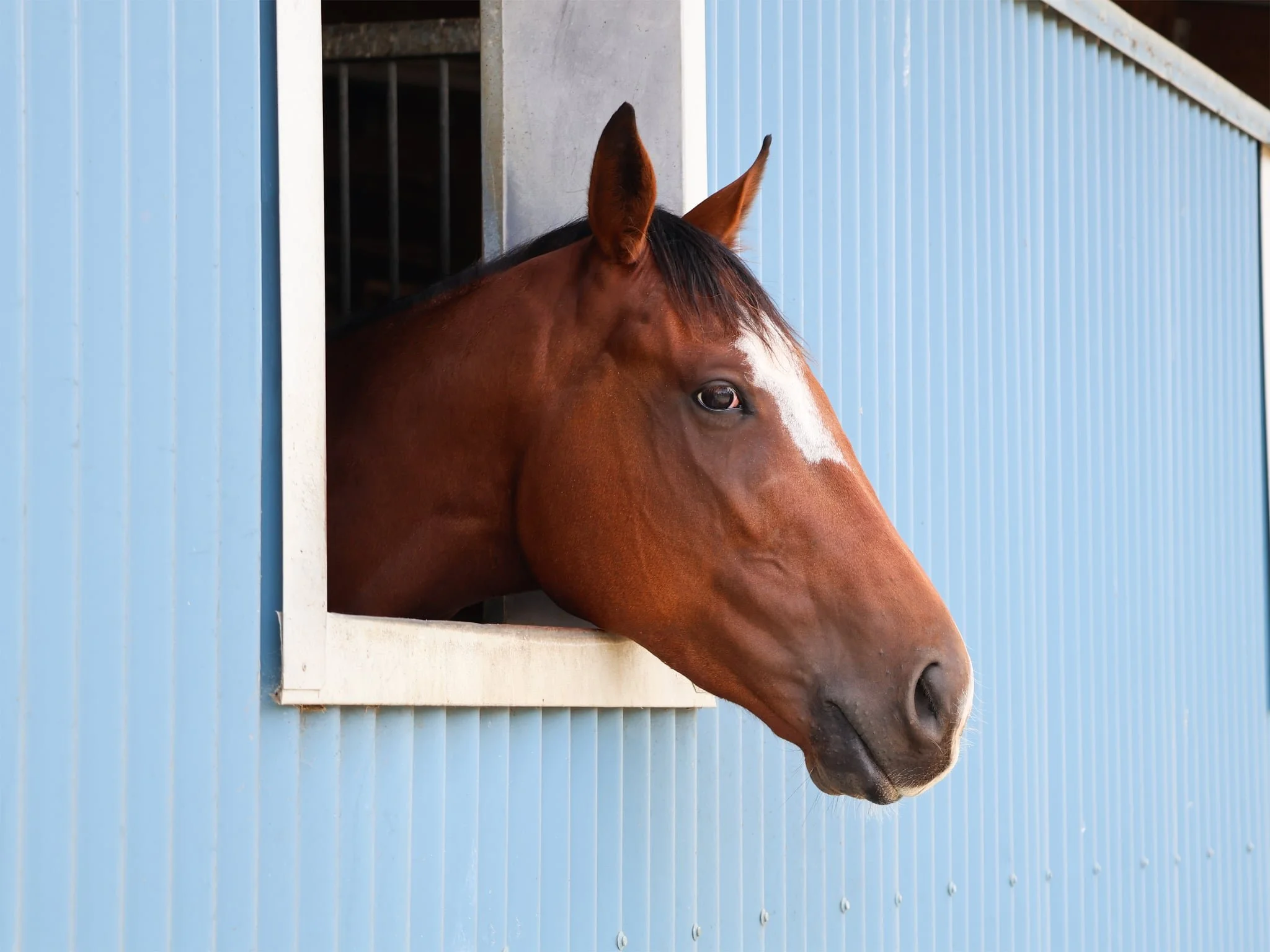 A brown horse with a white stripe on its face extends its head out of a window of a blue stable.