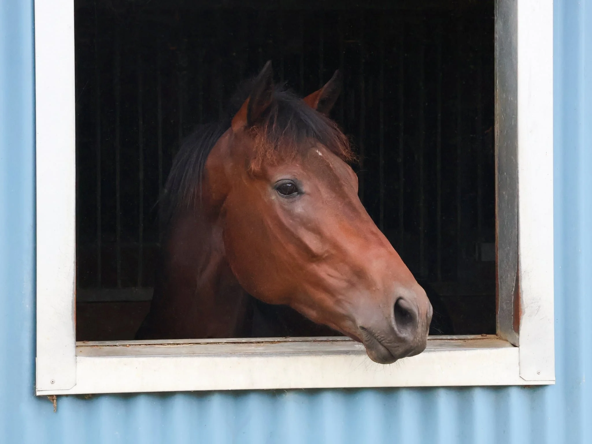 A brown horse with a dark mane looking out of a window in a blue stable or barn.