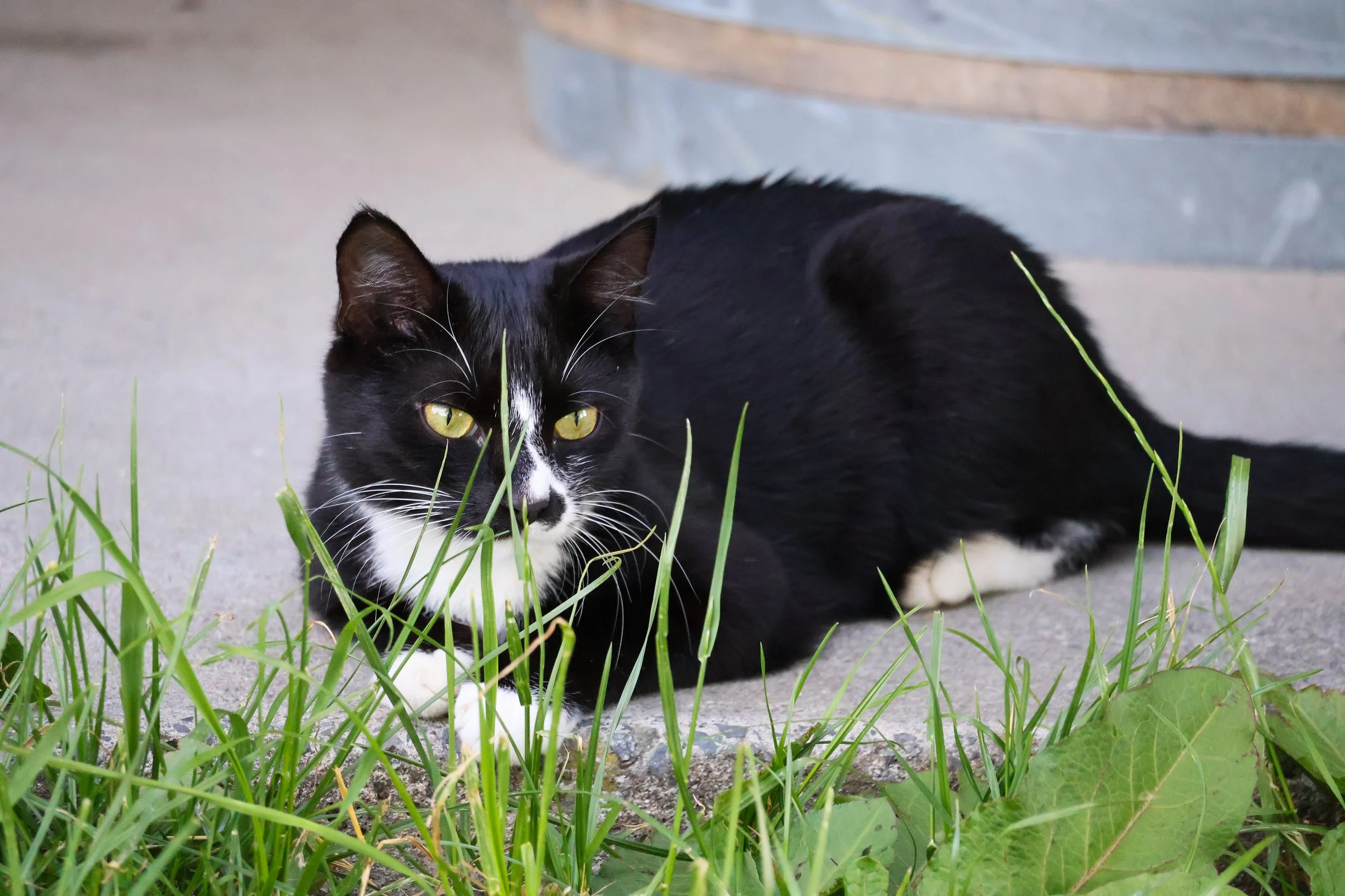 A black and white cat lying on the ground among green grass and leaves, looking towards the camera.