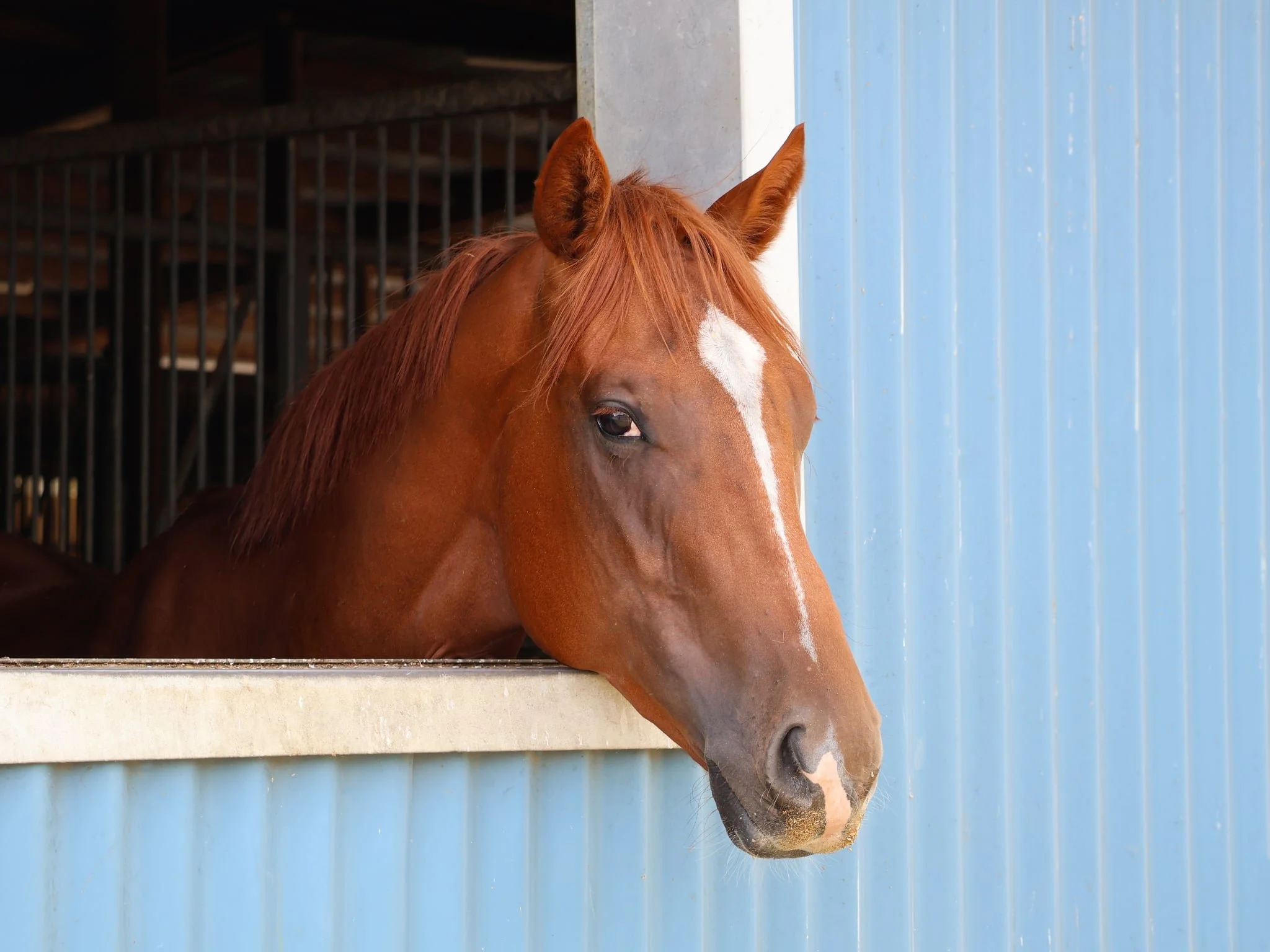 A brown horse with a white stripe on its face looking out from a stable with blue siding.