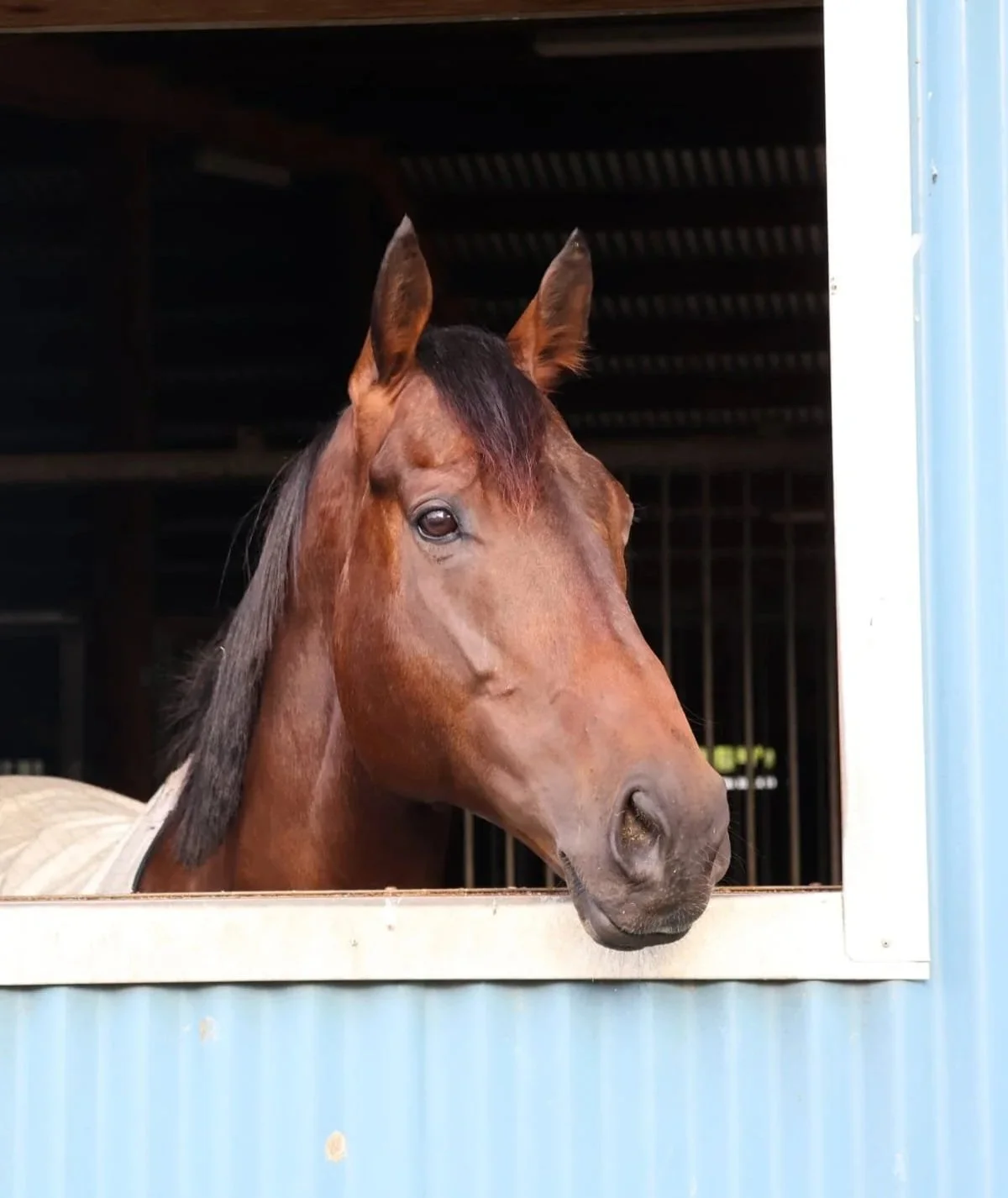 Unison looking out of the Patella Racing stables.