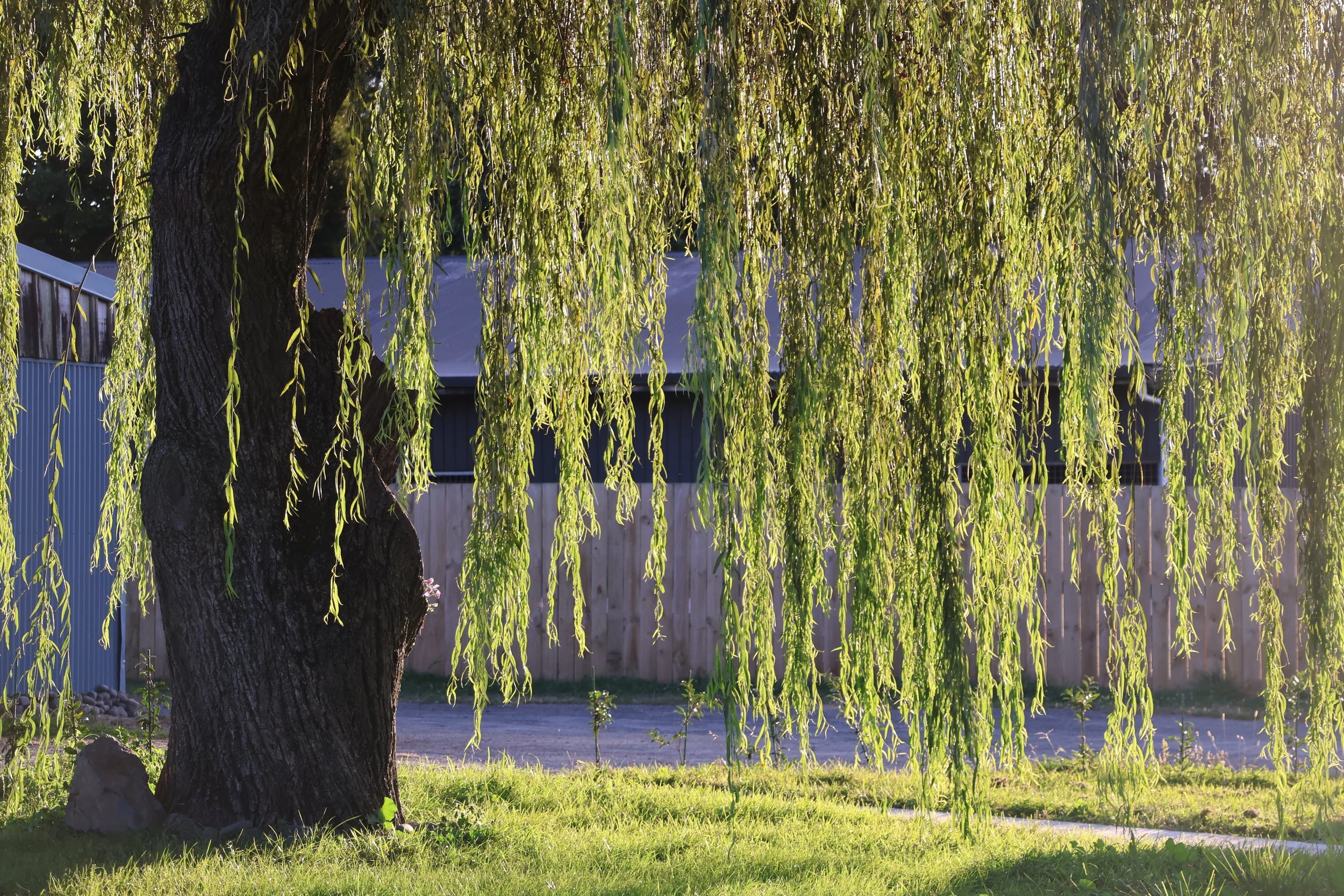 A large weeping willow tree with long, drooping branches and green leaves, situated on a grassy area with sunlight filtering through the foliage.