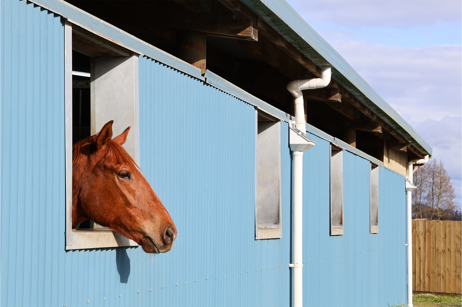 A brown horse looking out from a blue stable window.