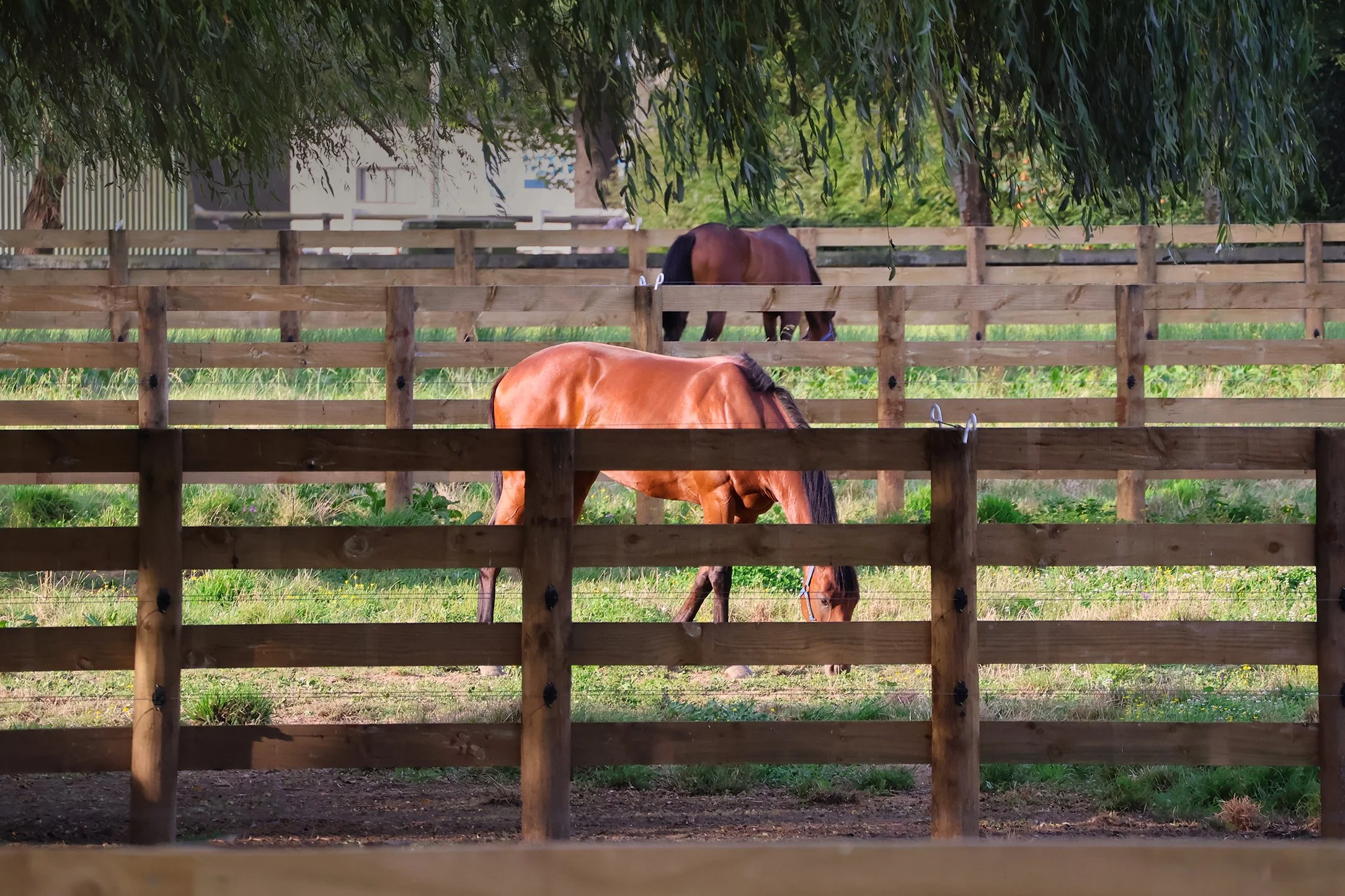 Two horses grazing in a fenced pasture, with trees overhead and a house in the background.