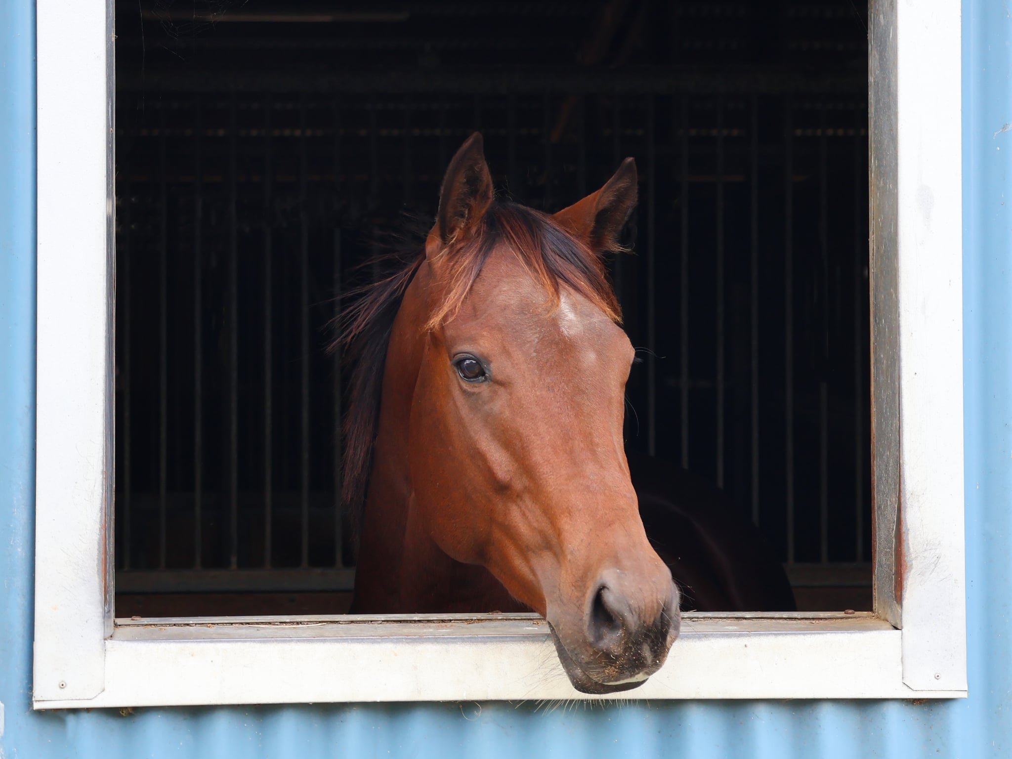 A brown horse looking out of a stable window.
