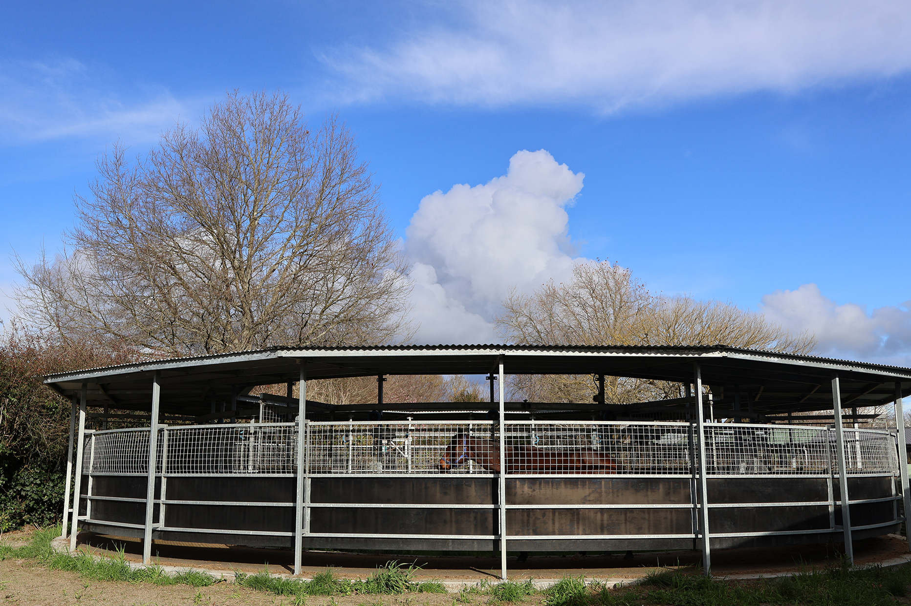 Thoroughbred walker.